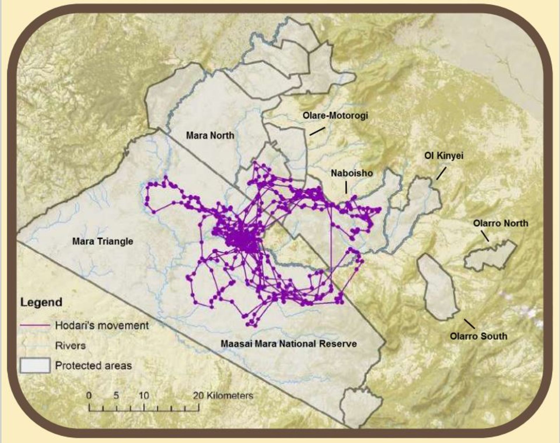 حرکت یوزپلنگ‌های مجهز به ردیاب ماهواره‌ای