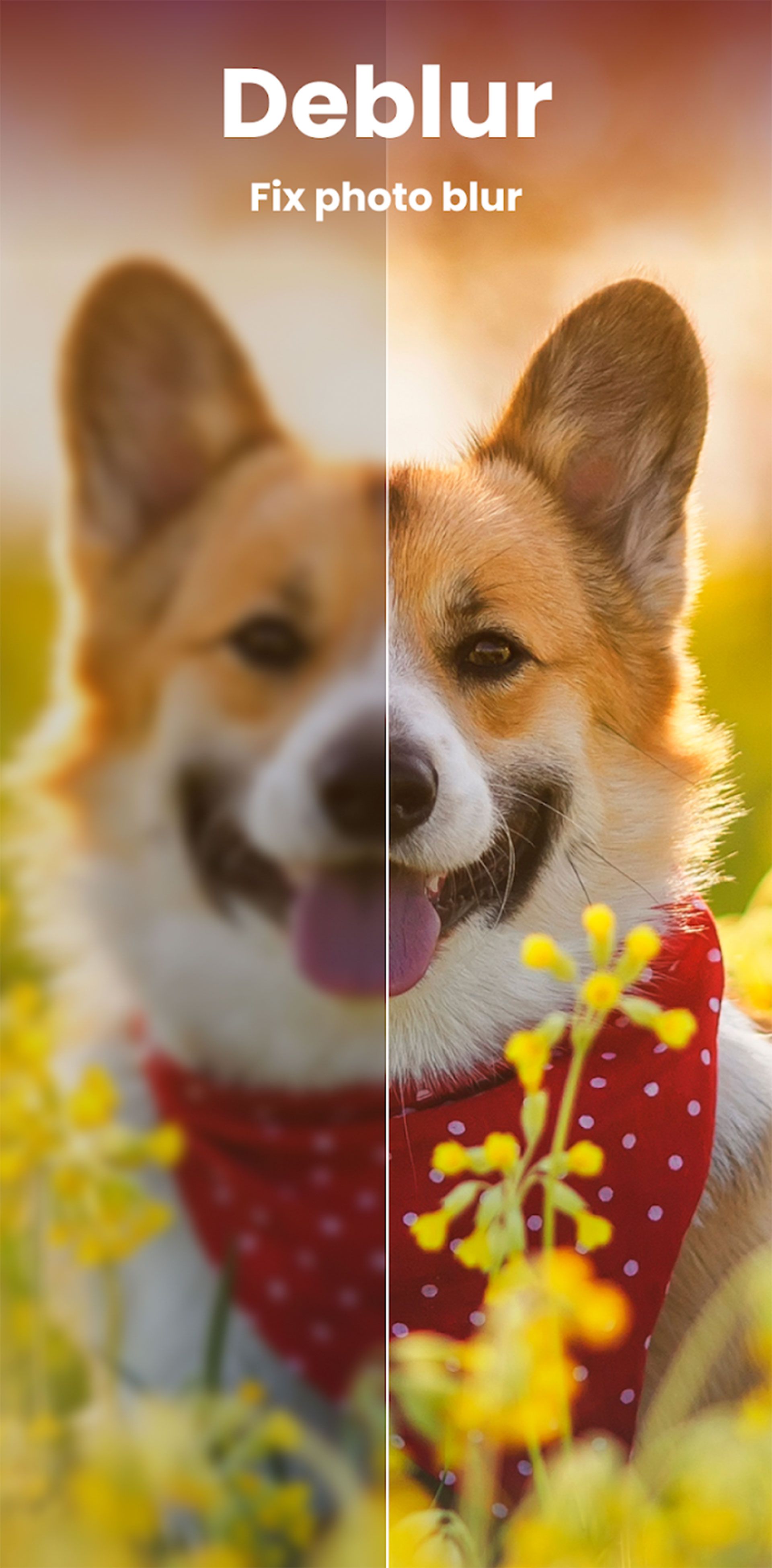 سگی خندان در باغ گل در حال نگاه کردن به دوربین