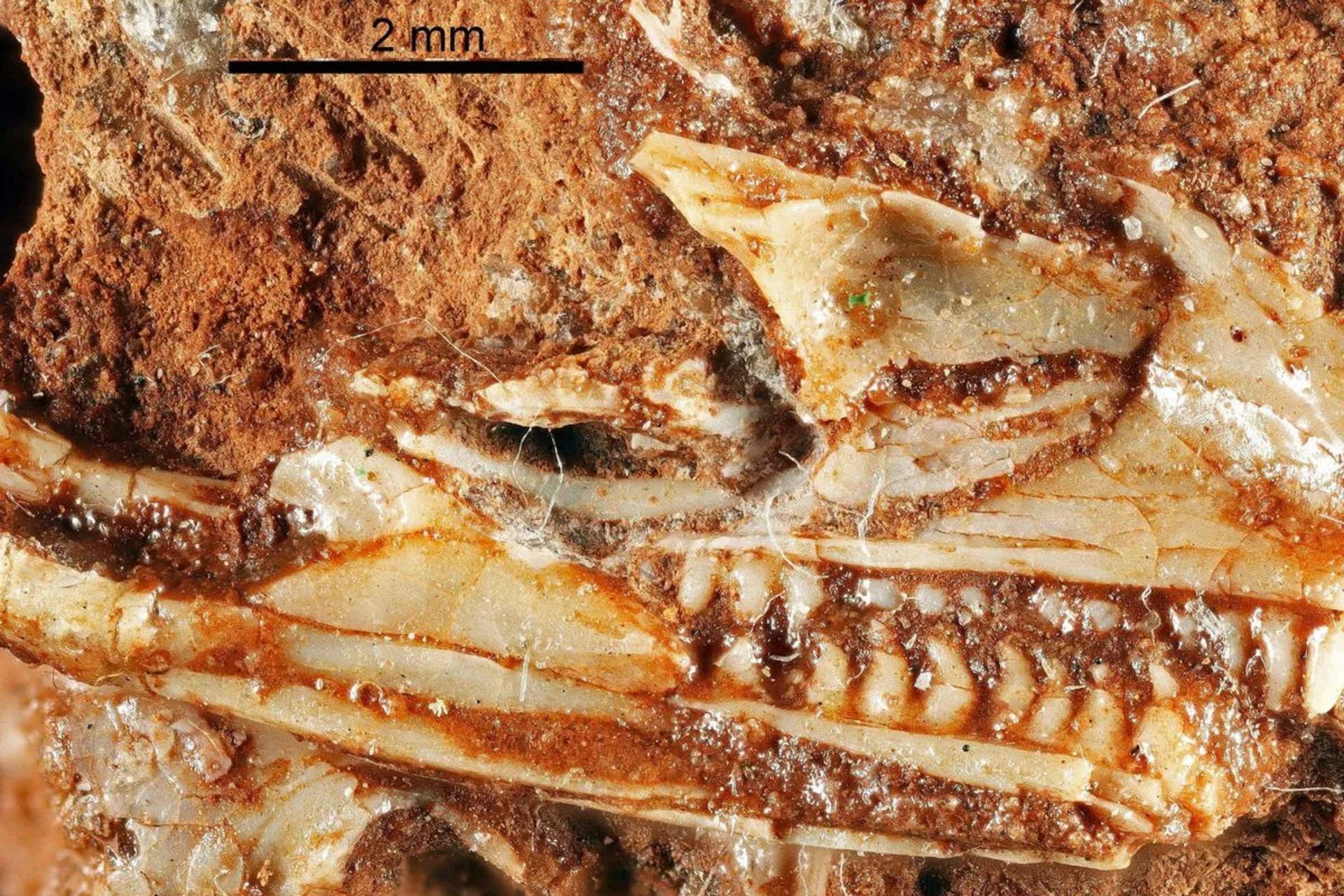 فسیل Cryptovaranoides microlanius کریپتووارانویدس میکرولانیوس، مارمولک ۲۰۵ میلیون ساله کشف شده در بریستول، قدیمی‌ترین مارمولک جهان