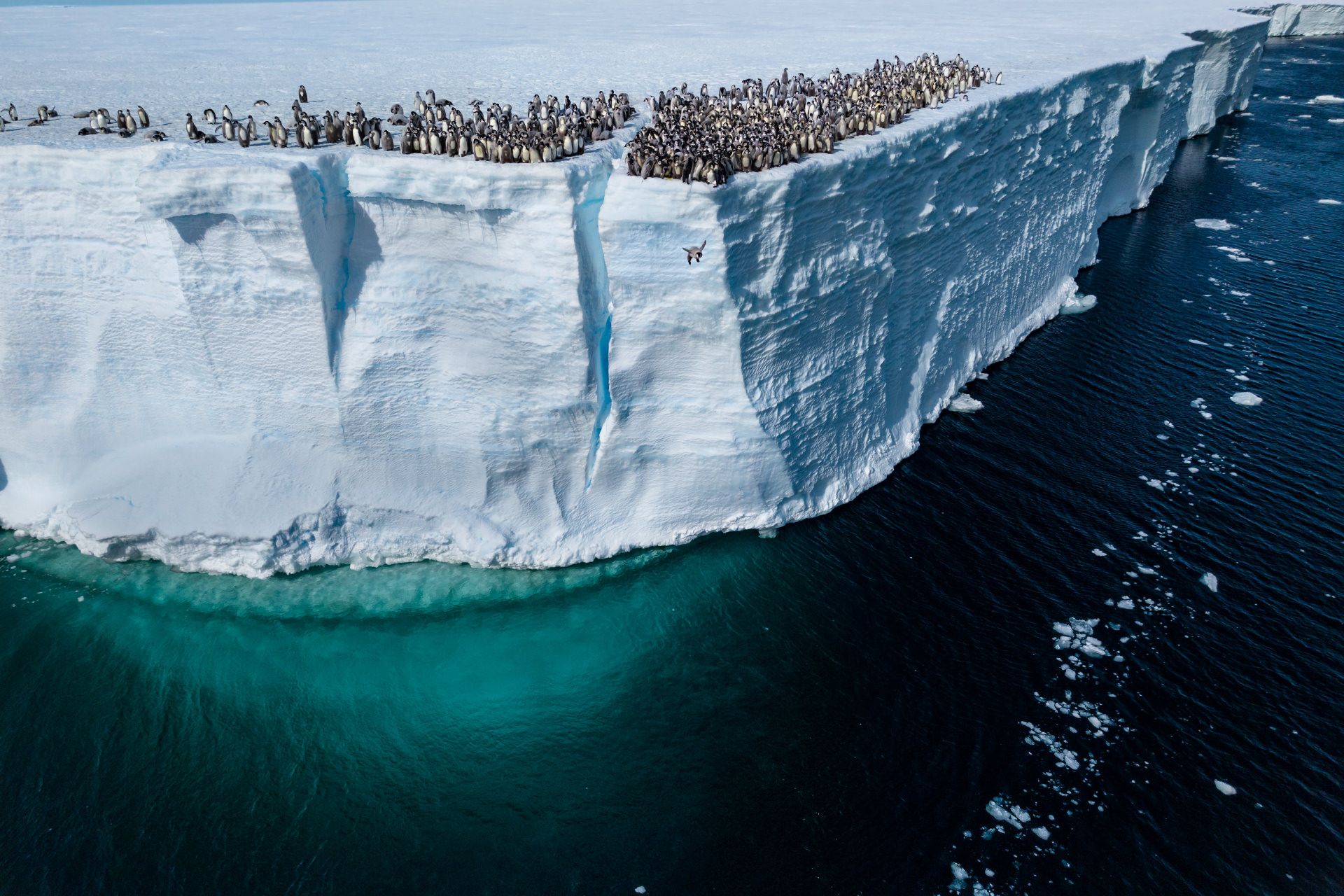 جوجه‌های پنگوئن امپراتور در حال پرش از صخره‌ای به ارتفاع ۱۵ متر در حاشیه یخ‌تاق اکستروم در جنوبگان