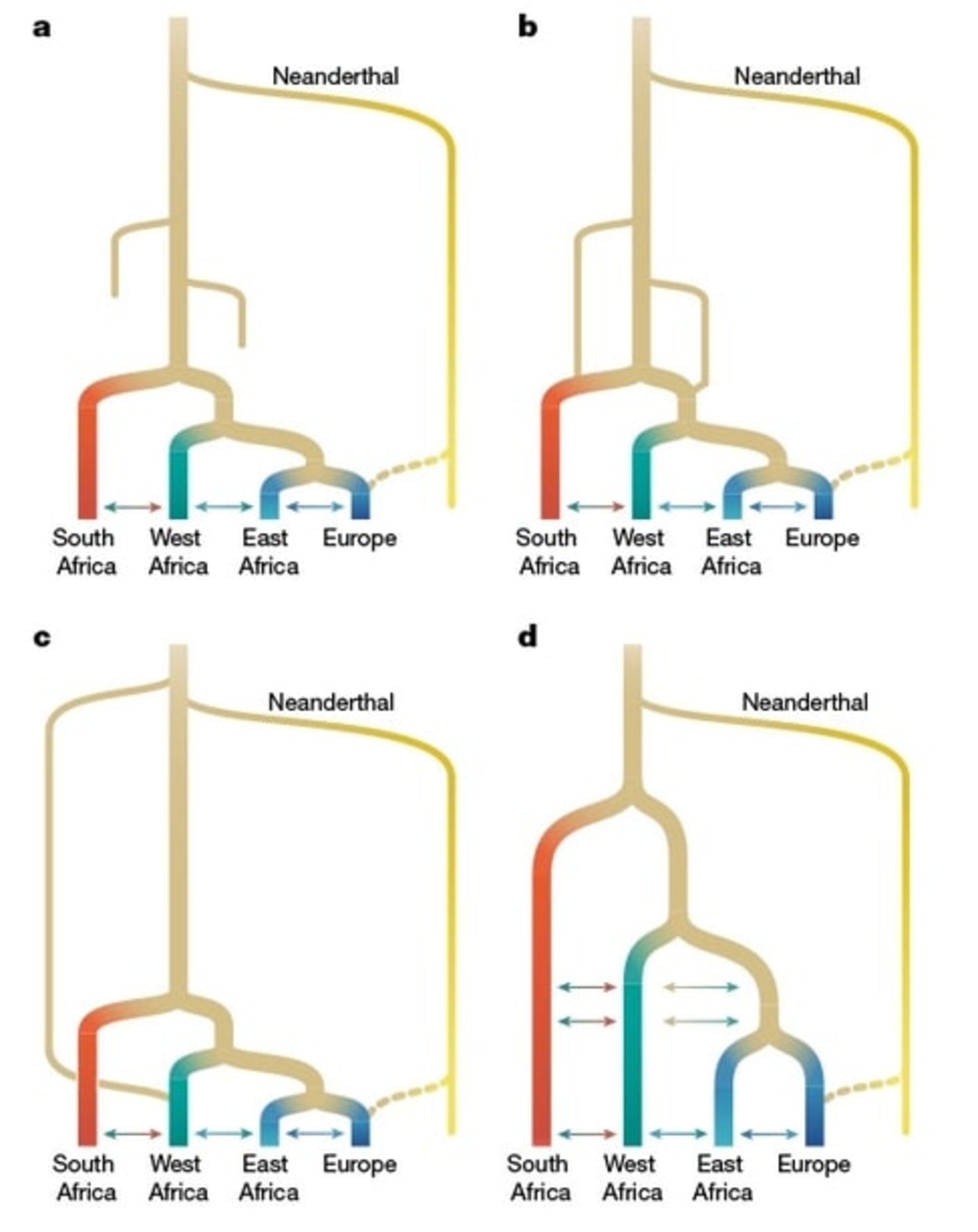 مدل‌های مفهومی تاریخ اولیه بشر در قاره آفریقا