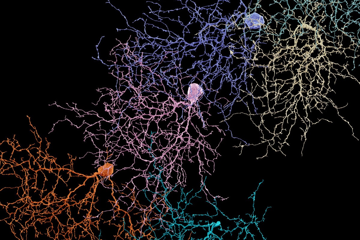 Brain neurons. Нейронная система мозга. Нейронная сеть головного мозга человека. Нейронные связи в мозге. Мозг нейросеть.