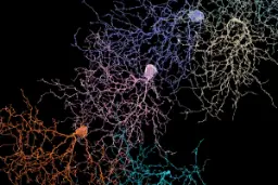 محققان بزرگ‌ترین نقشه مغز انسان را طراحی کردند