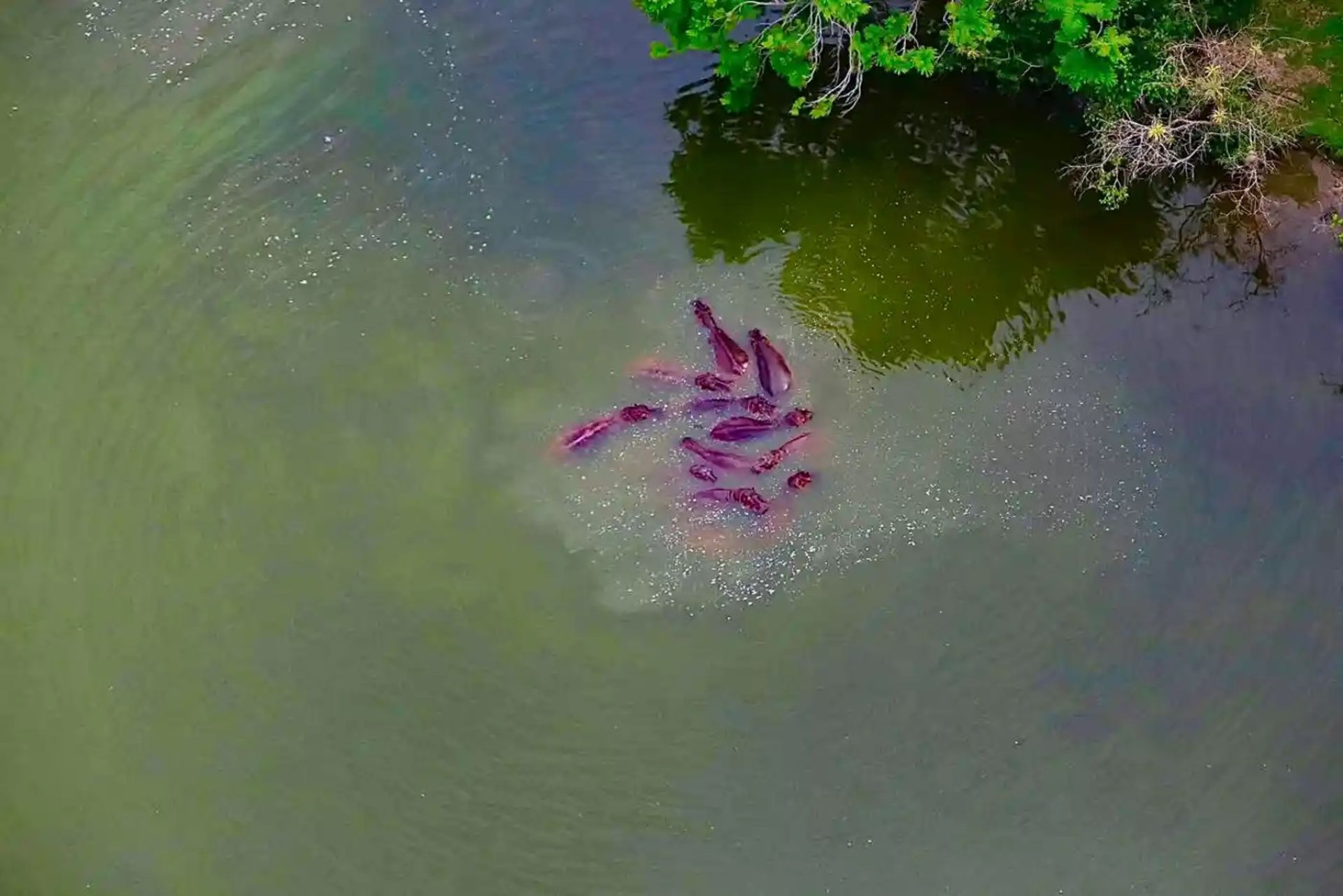 اسب‌های آبی در رودخانه‌ای در کلمبیا