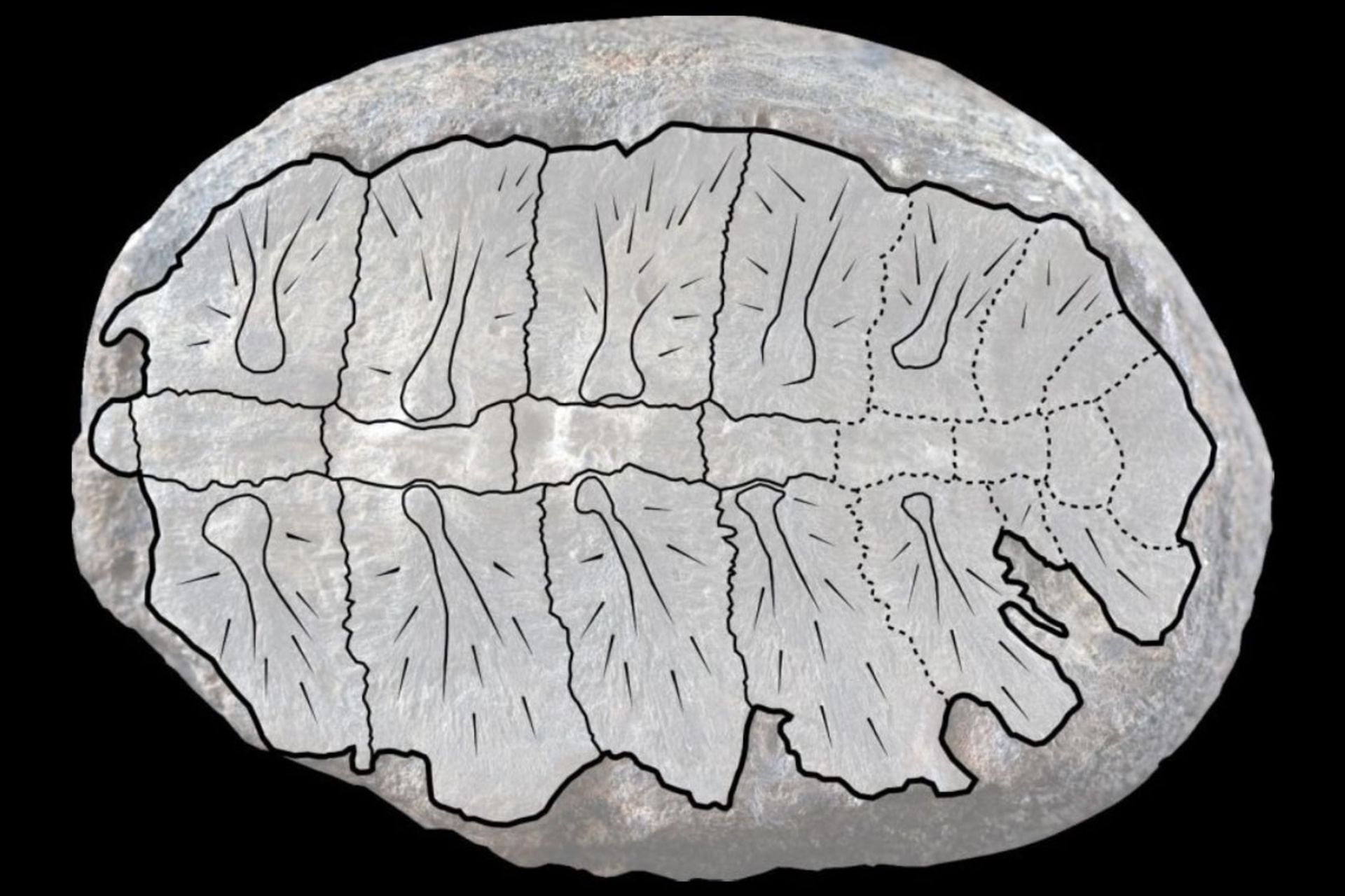 فسیل ۱۳۲ میلیون ساله