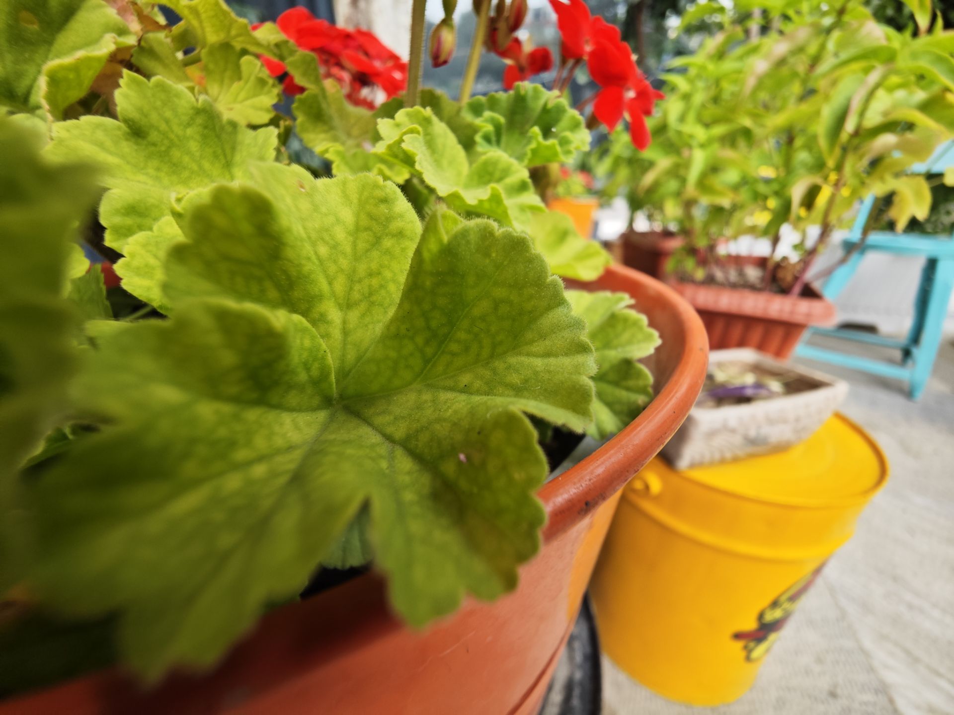 عکاسی ماکرو با شیائومی ۱۳ اولترا