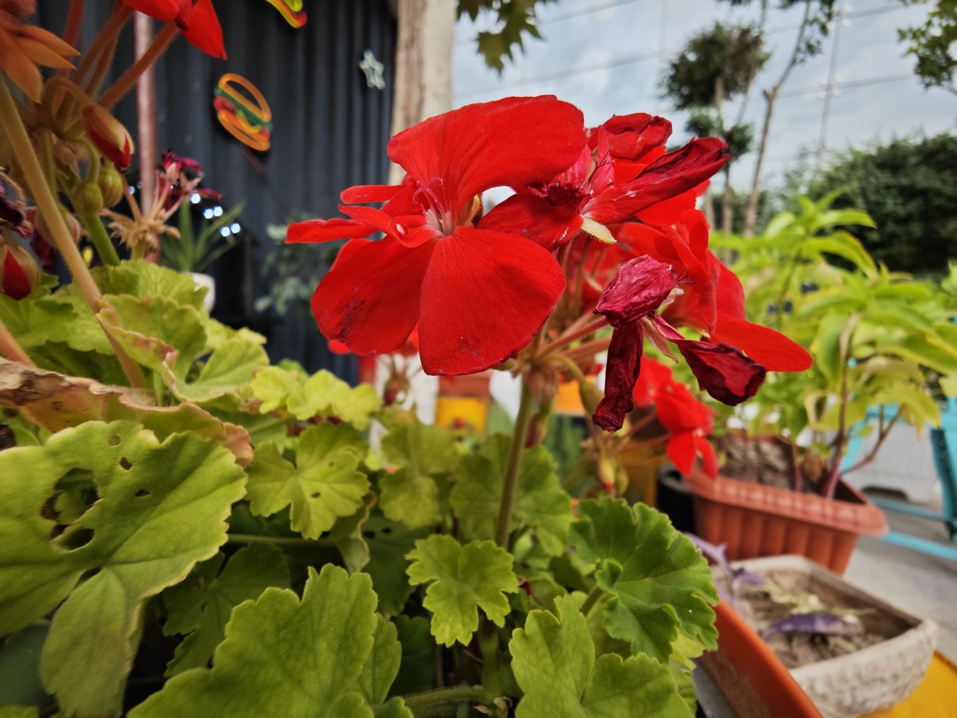 عکاسی ماکرو از گل با شیائومی ۱۳ اولترا