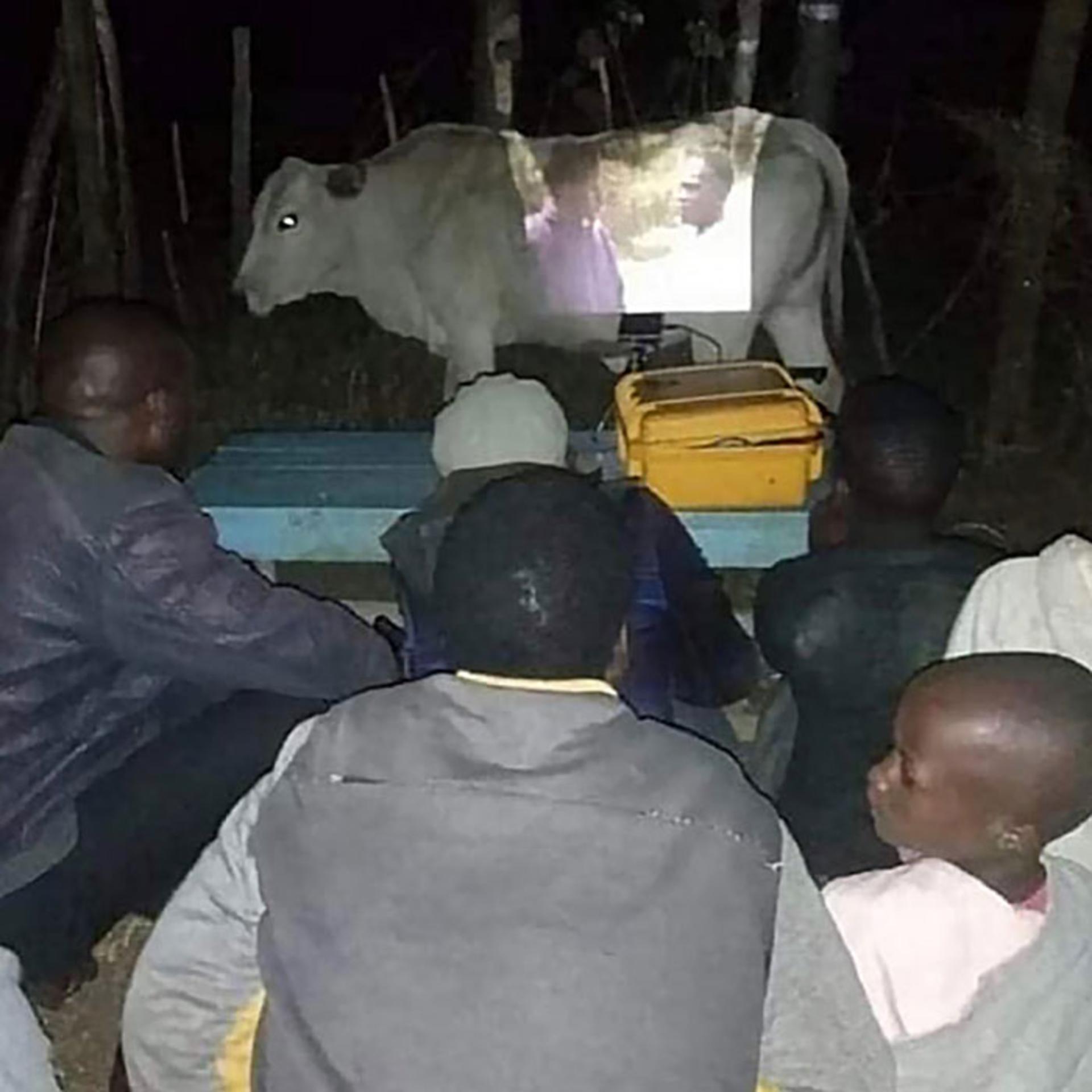 گاو پرده نمایش فیلم