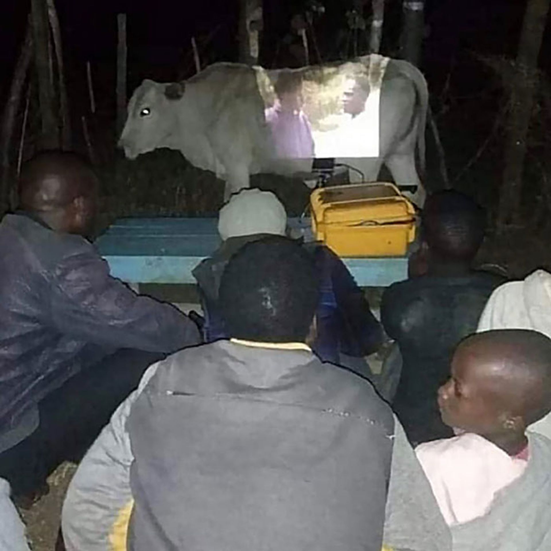 گاو پرده نمایش فیلم