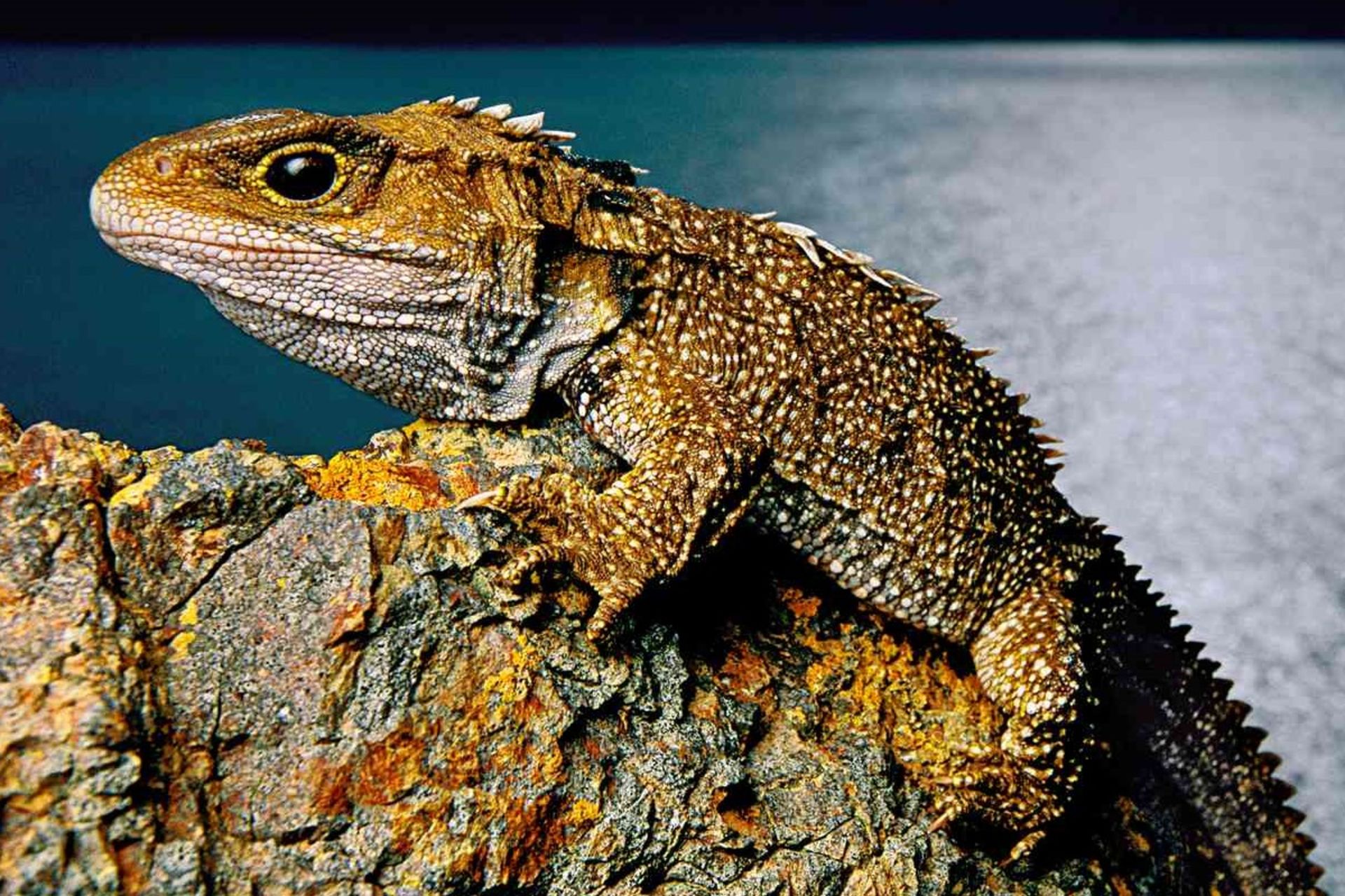 مارمولک فسیلی زنده روی تخته‌سنگی نشسته است