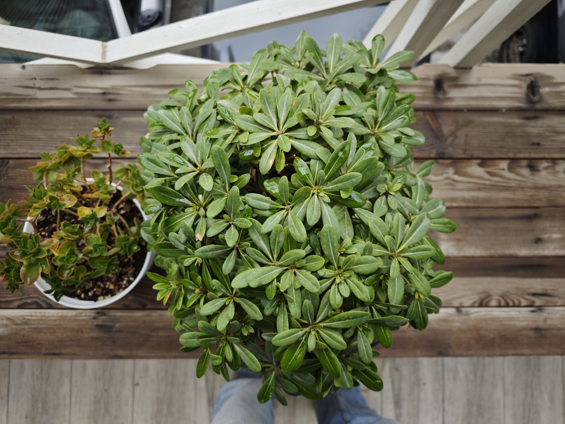 دو گلدان گیاه کنار هم روی نیمکت چوبی ۲