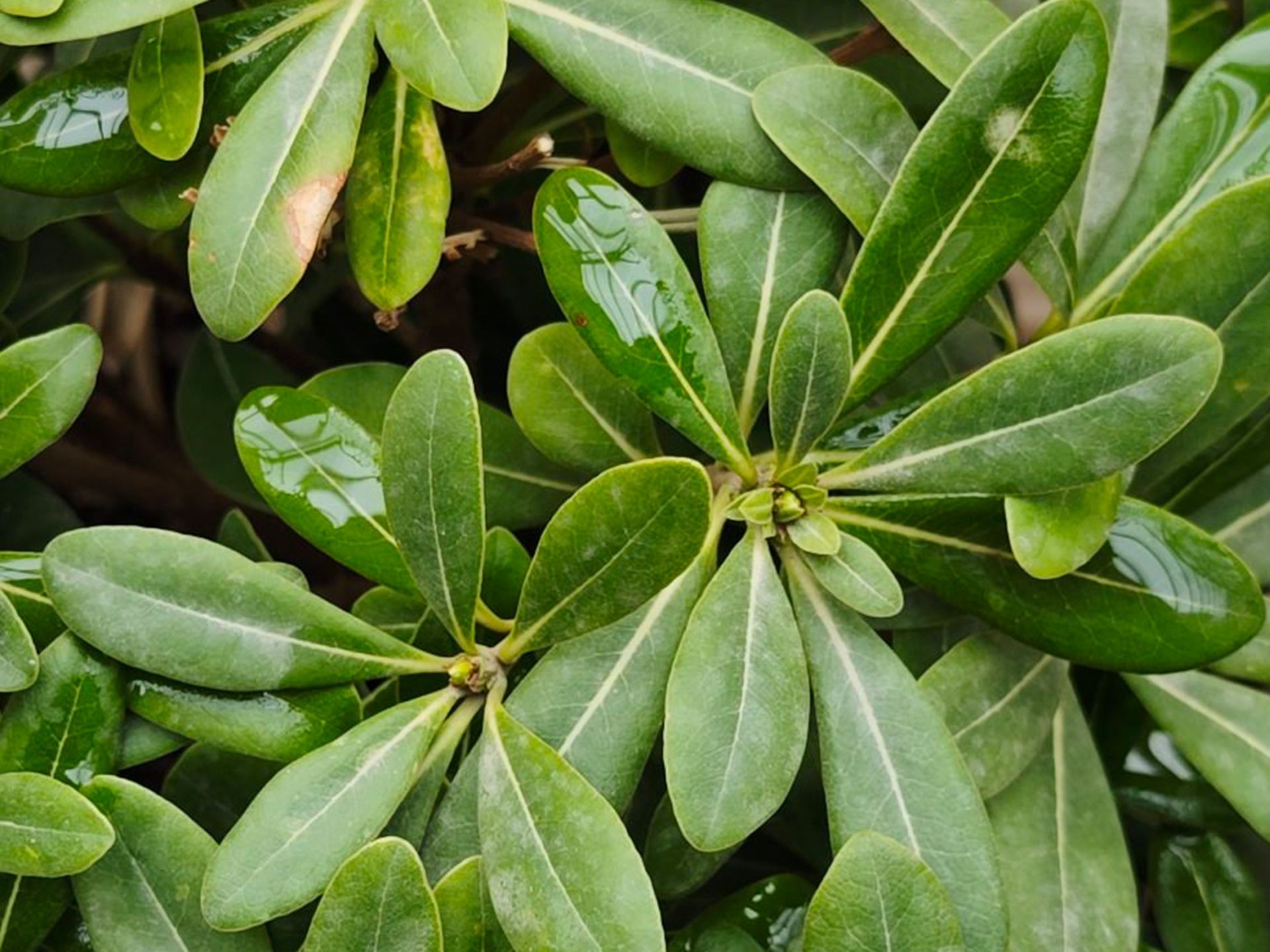 برگ‌های گیاه