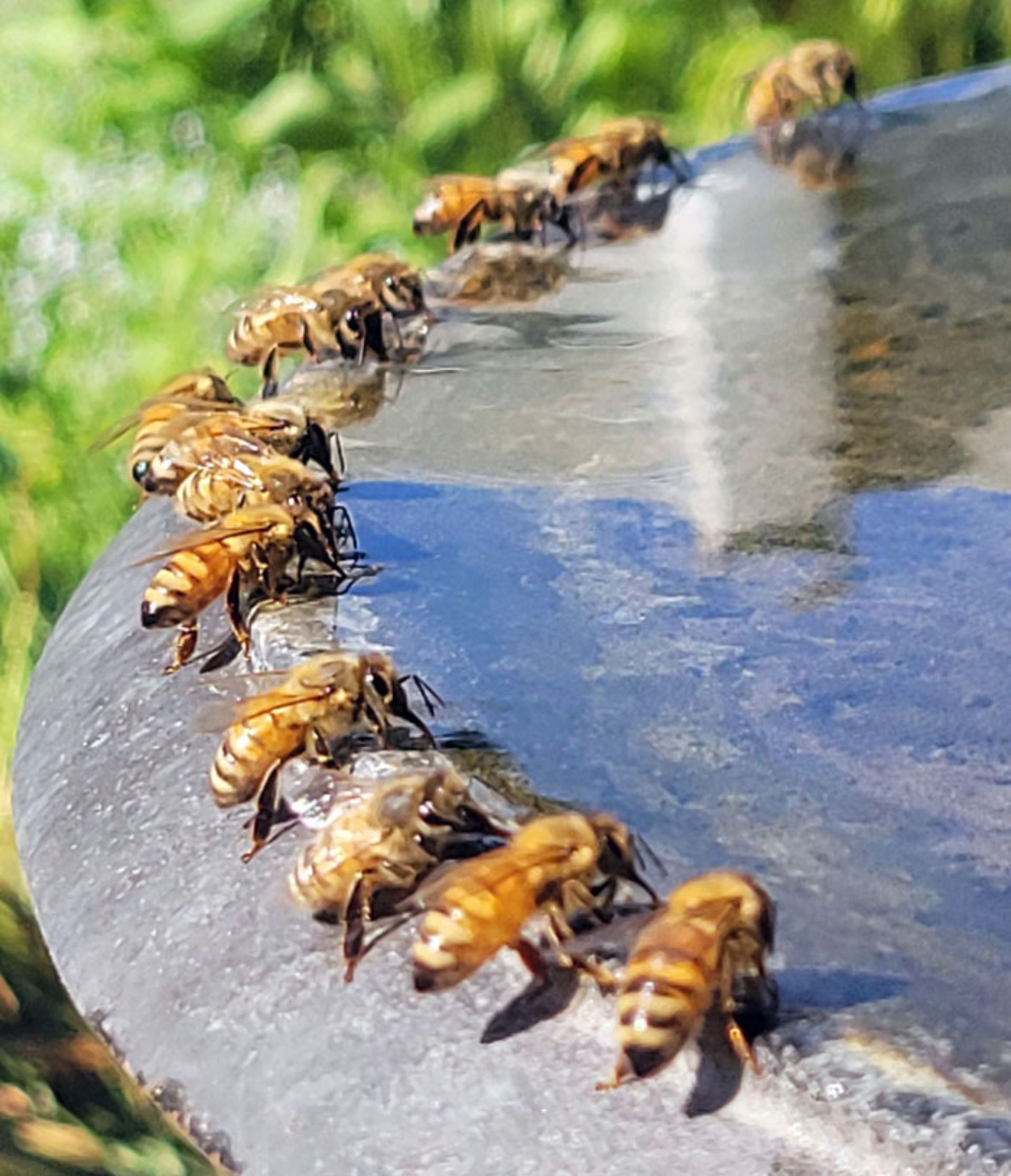 اثر گرمای شدید بر محیط 