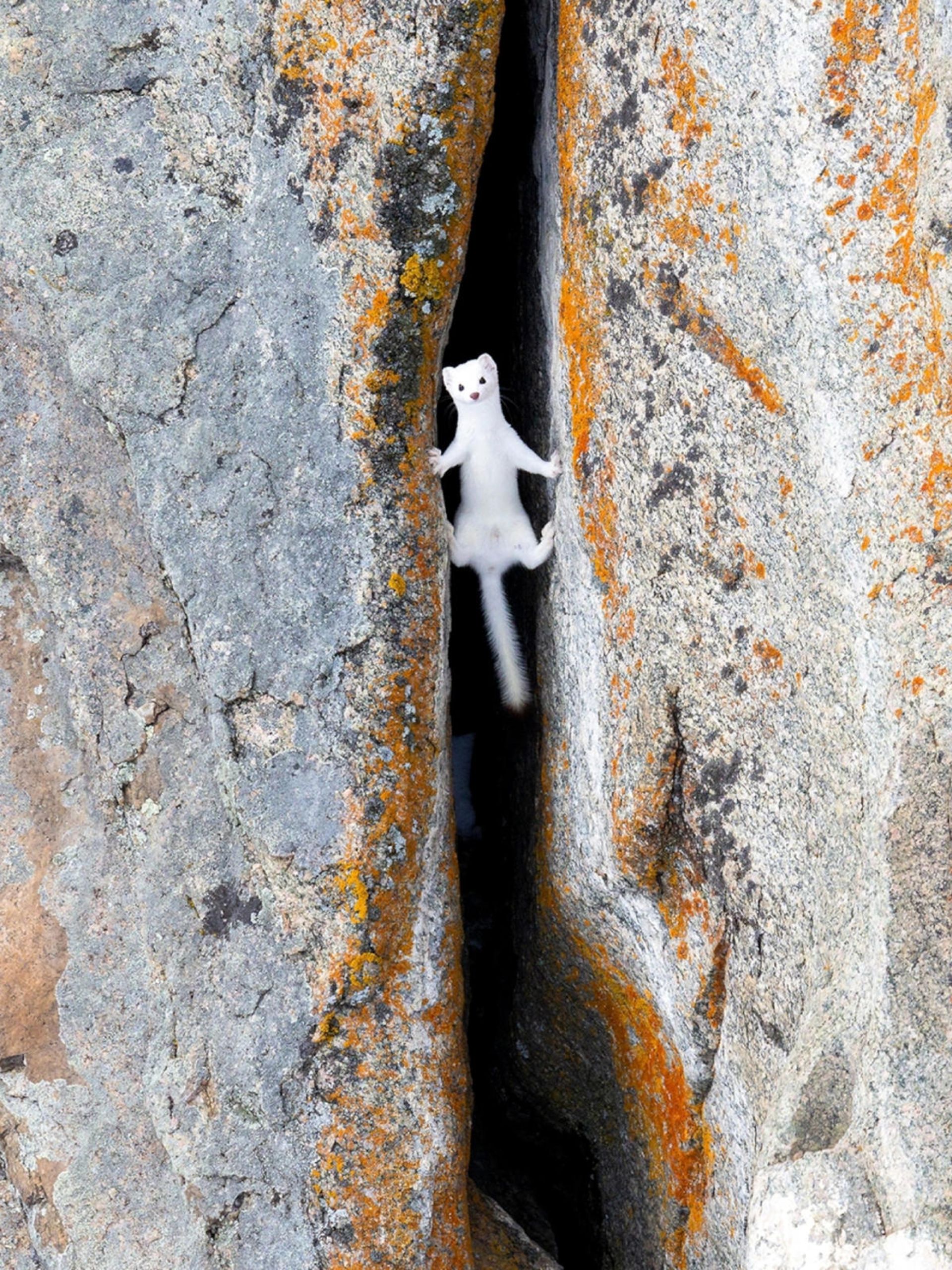 قاقم یا کاکم (Mustela erminea) از دیواره‌ی بین دو صخره بالا می‌رود