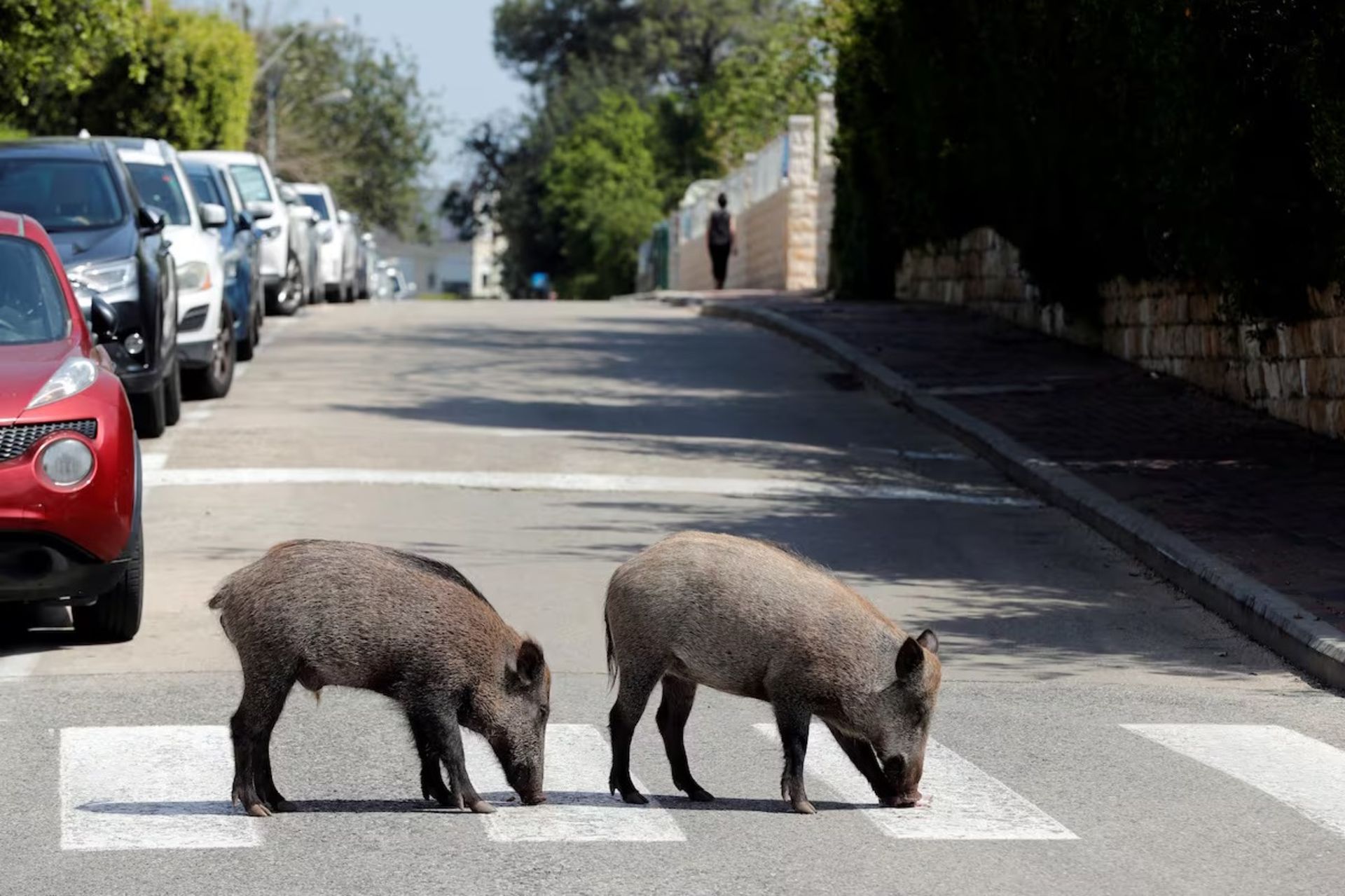 دو گراز وحشی درحال قدم‌زدن در خیابان هستند