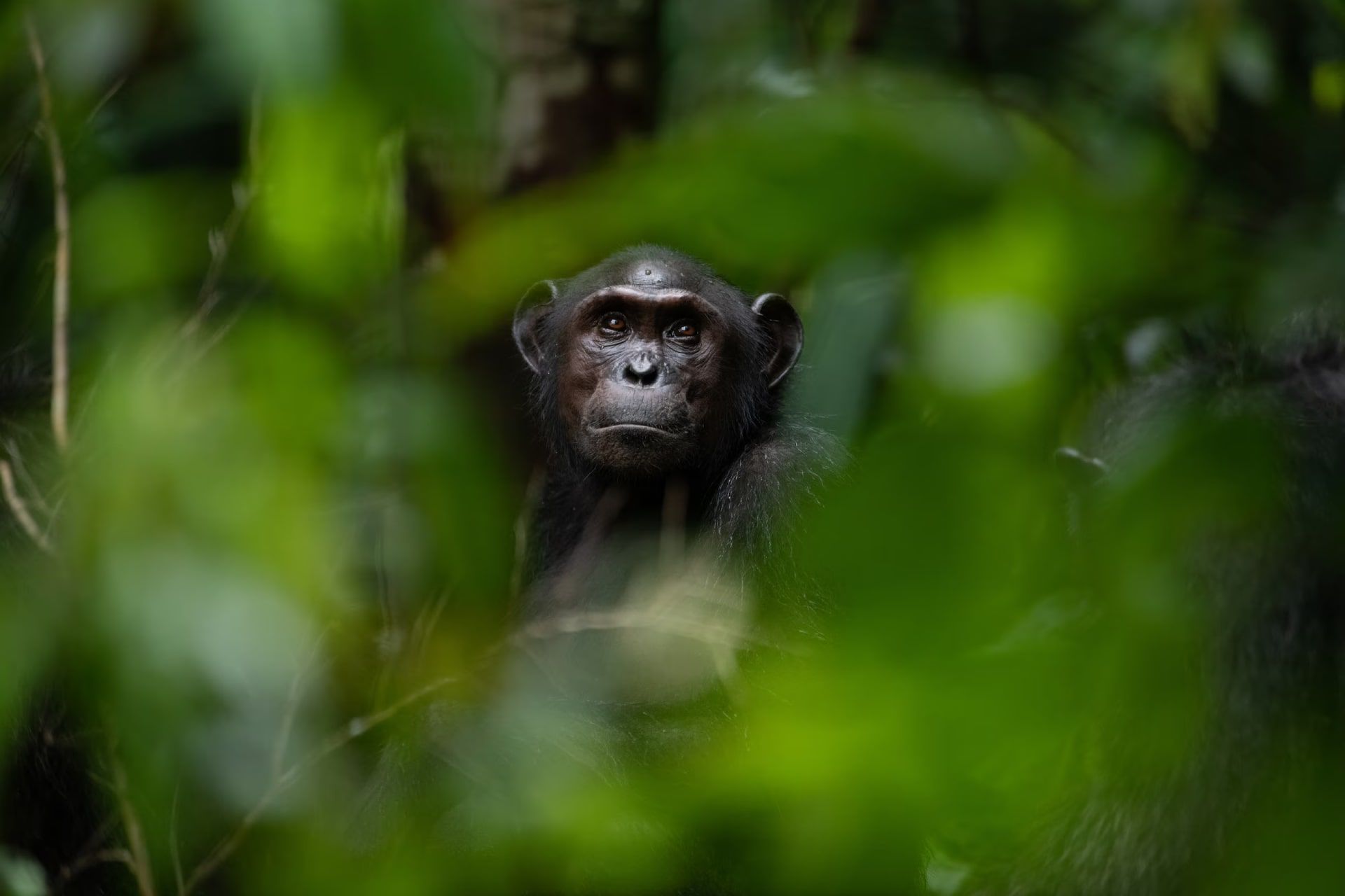 سر شامپانزه در میان گیاهان در پارک ملی لوانگو گابن آفریقا