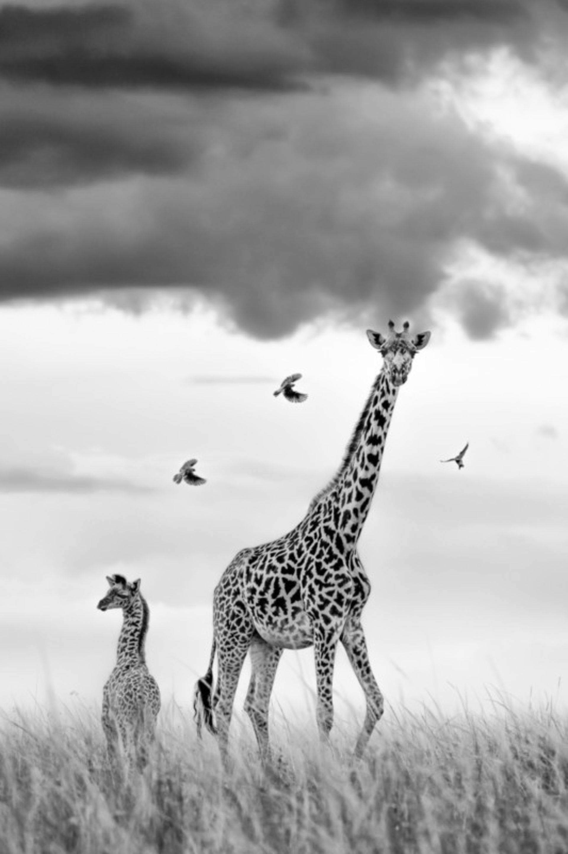 برنده مسابقه عکس Maasai Mara