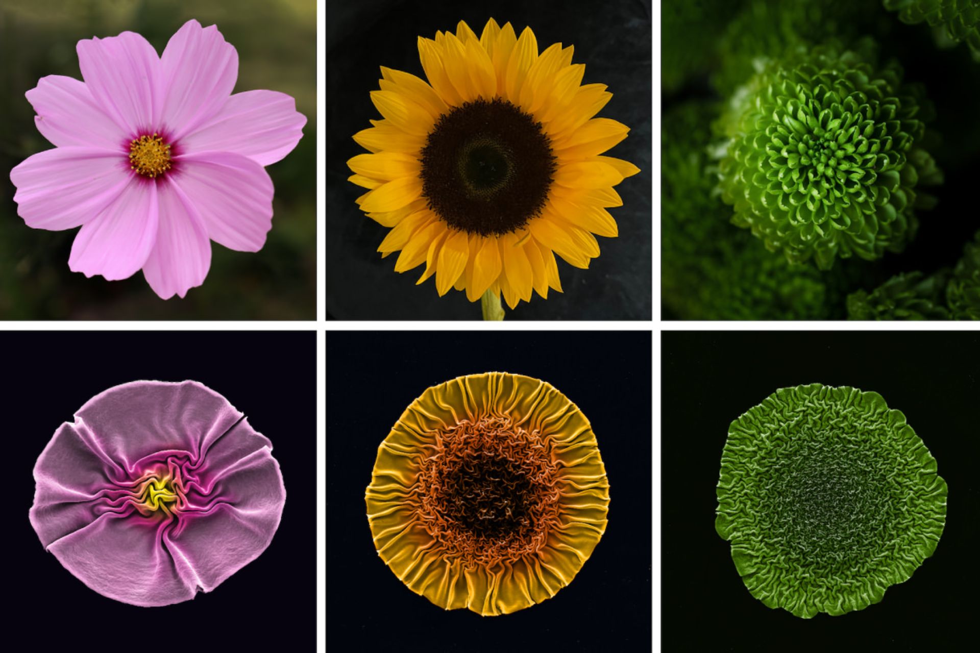 مقایسه تصویر فاژها با گل‌های مشابه