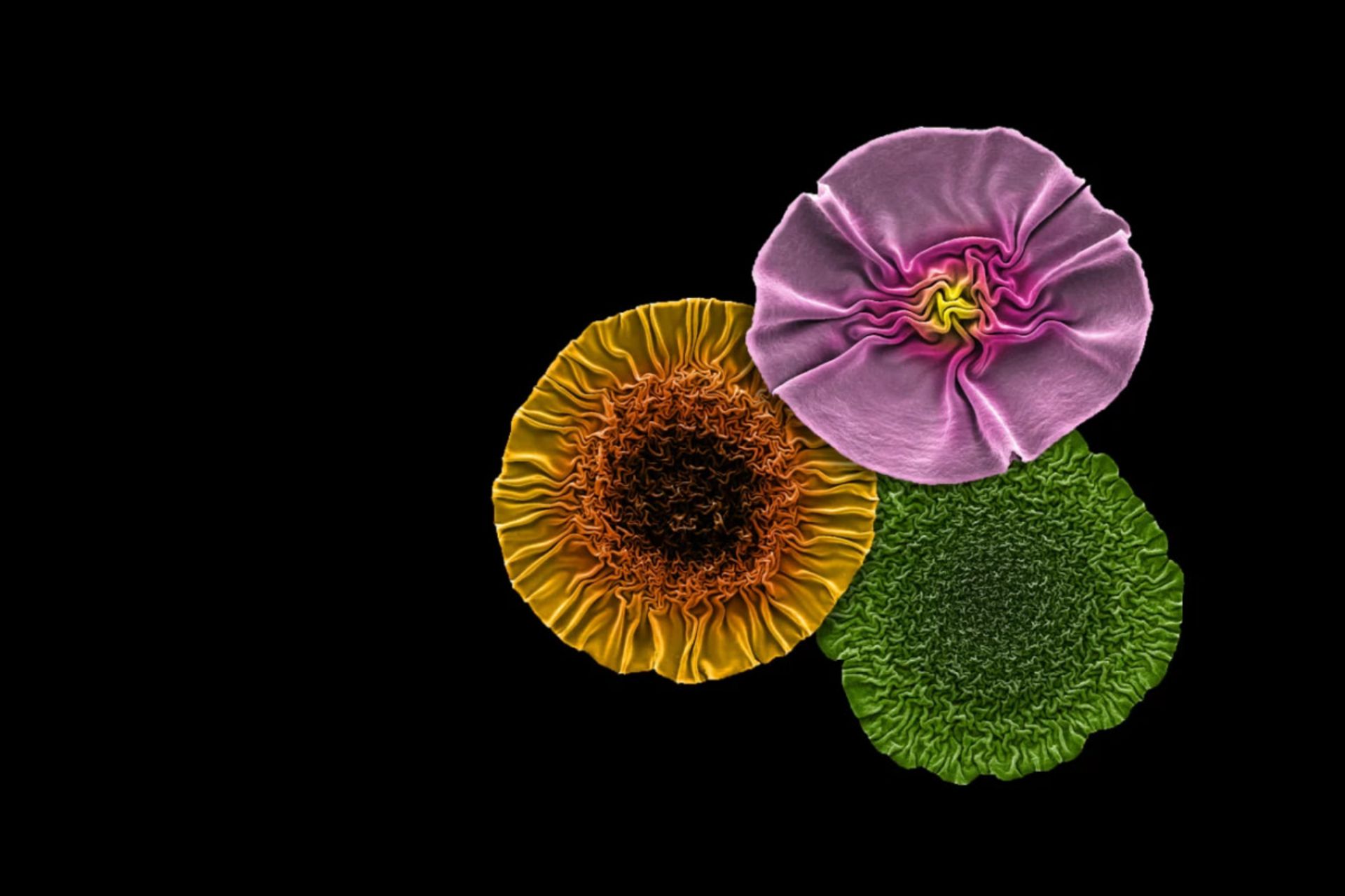 گروه‌هایی از باکتریوفاژها یا فاژها به‌طور طبیعی ساختارهایی چین‌خورده و گل‌مانند را ایجاد کرده‌اند