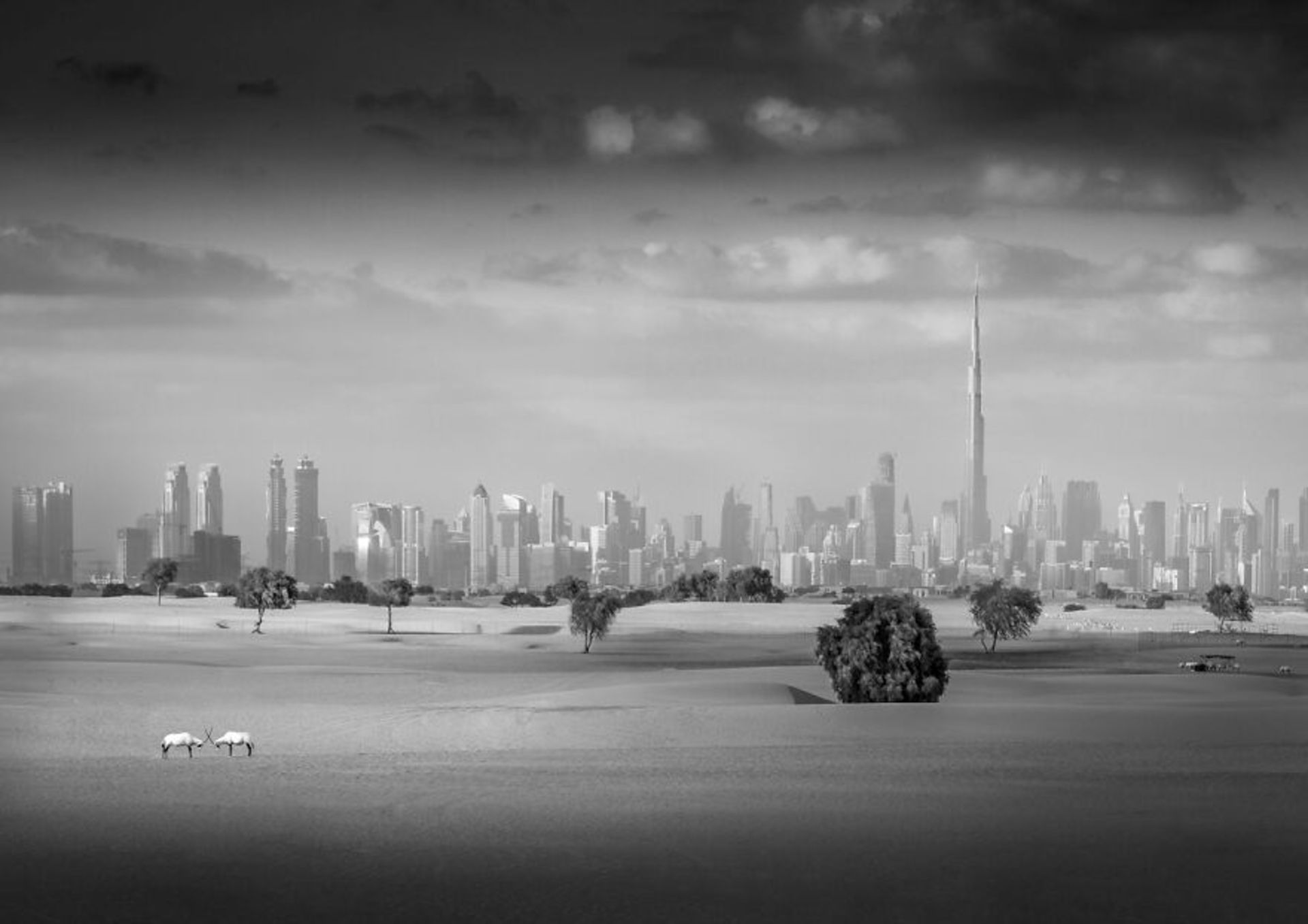 ساختمان‌ها و طبیعت امارات دبی 