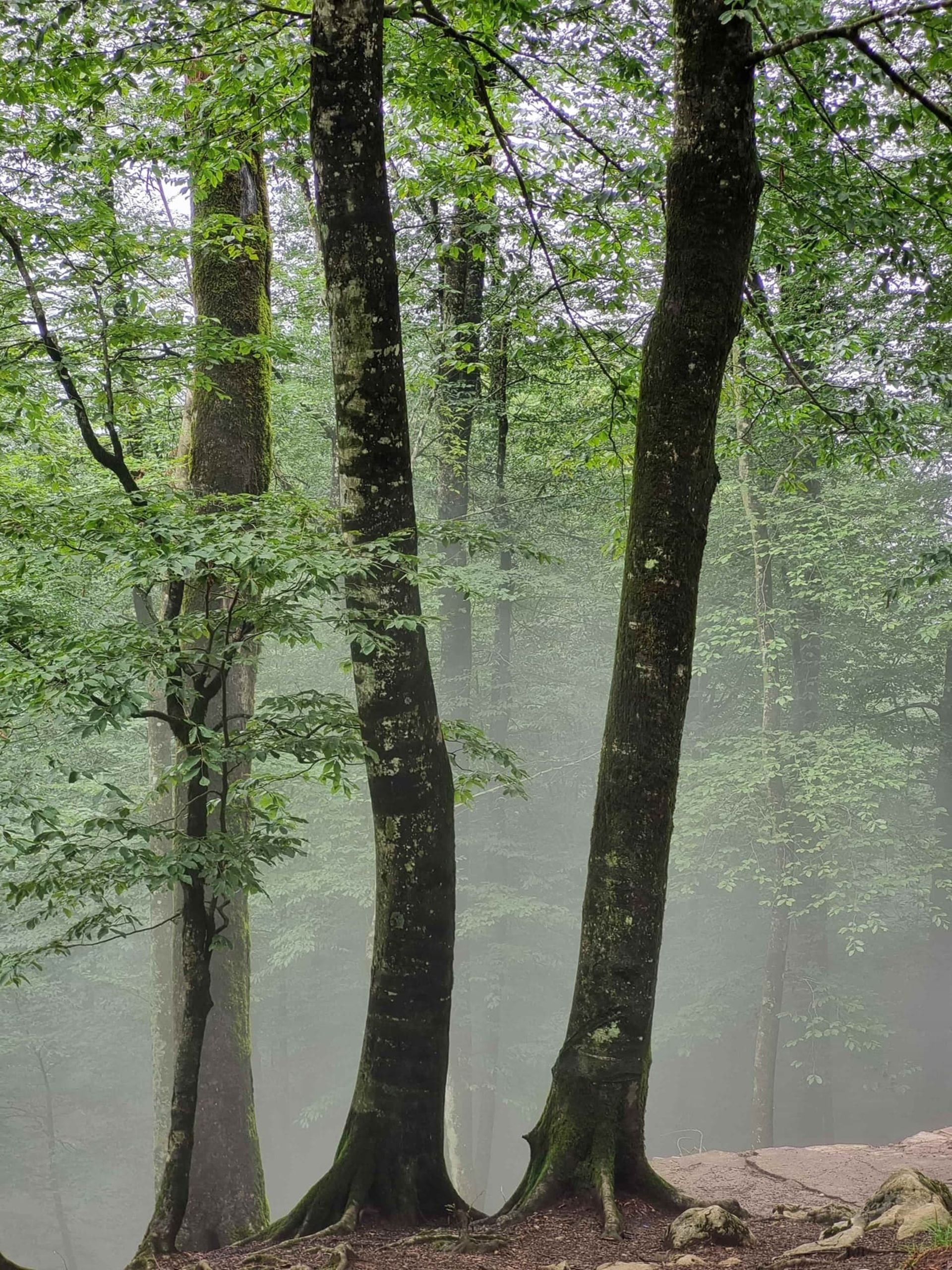 درختان جنگل‌ دو هزار مازندران