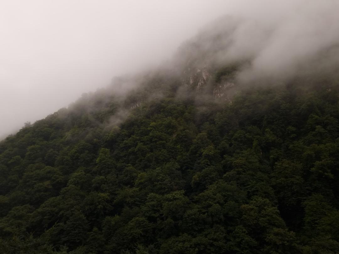 جنگل‌ دو هزار مازندران کوه سبزپوش