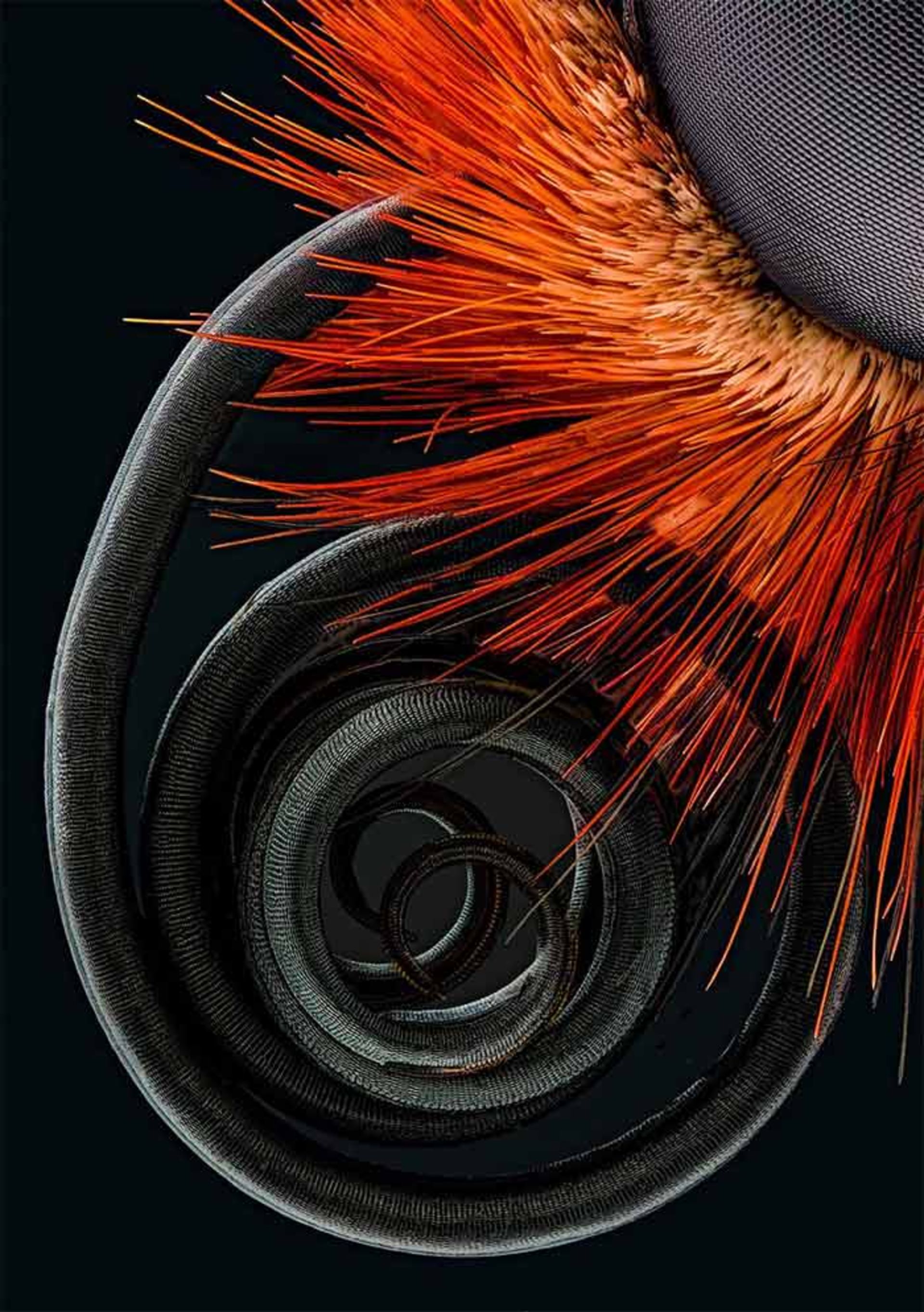 برندگان مسابقه عکاسی نیکون 2016