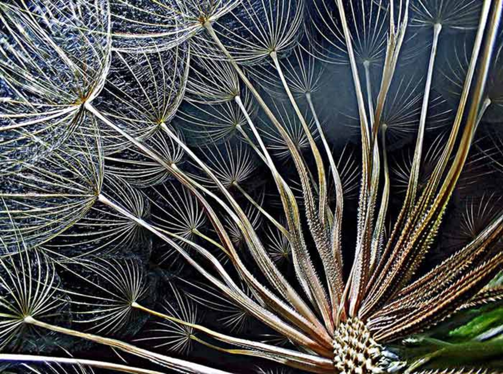 برندگان مسابقه عکاسی نیکون 2016