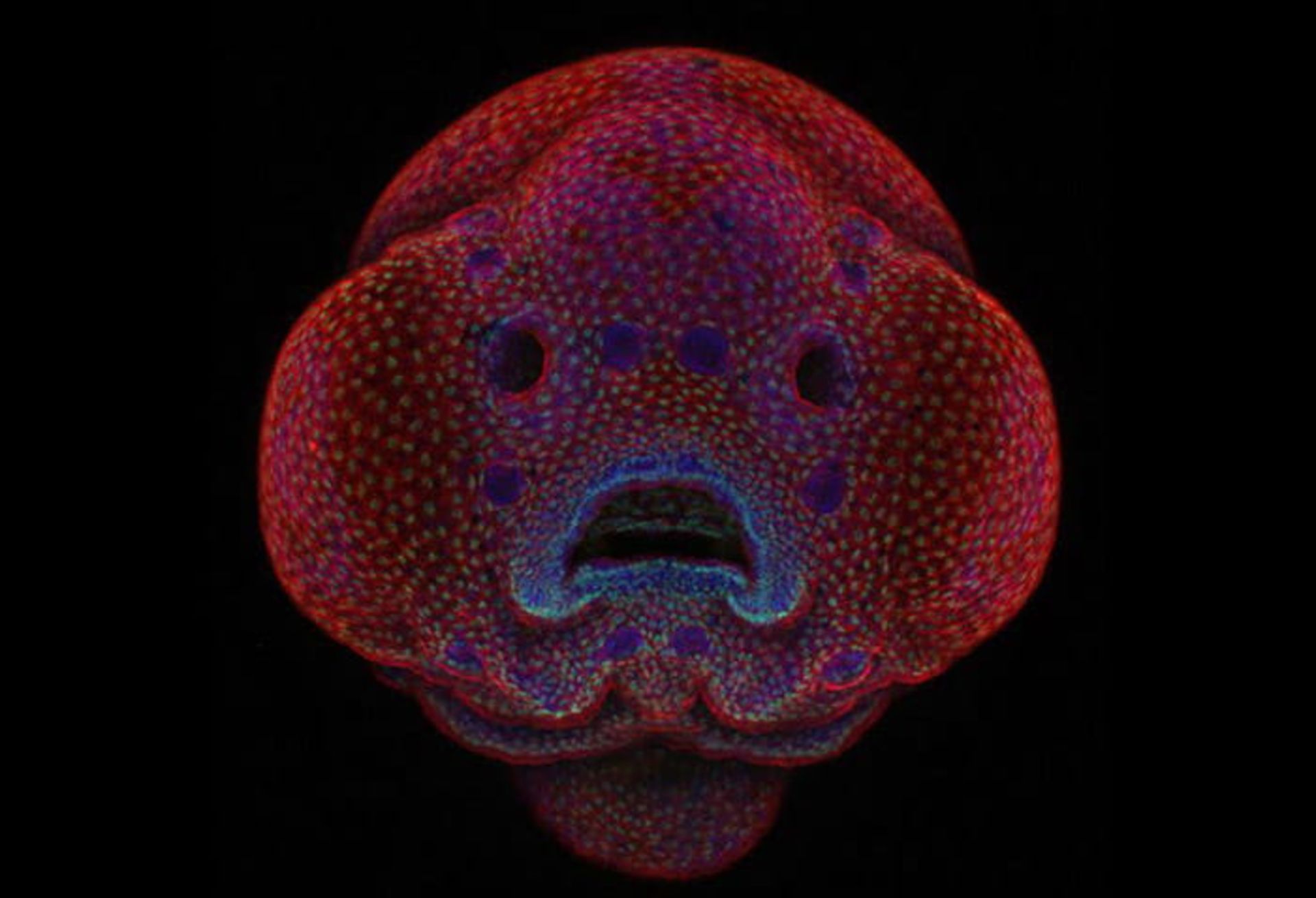 برندگان مسابقه عکاسی نیکون 2016