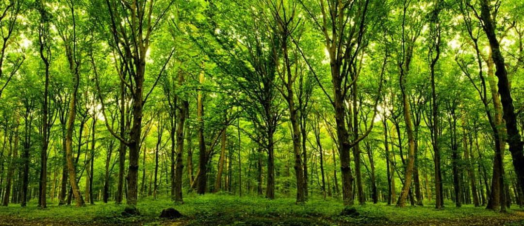 تاثیر درختان روی دمای اتمسفر