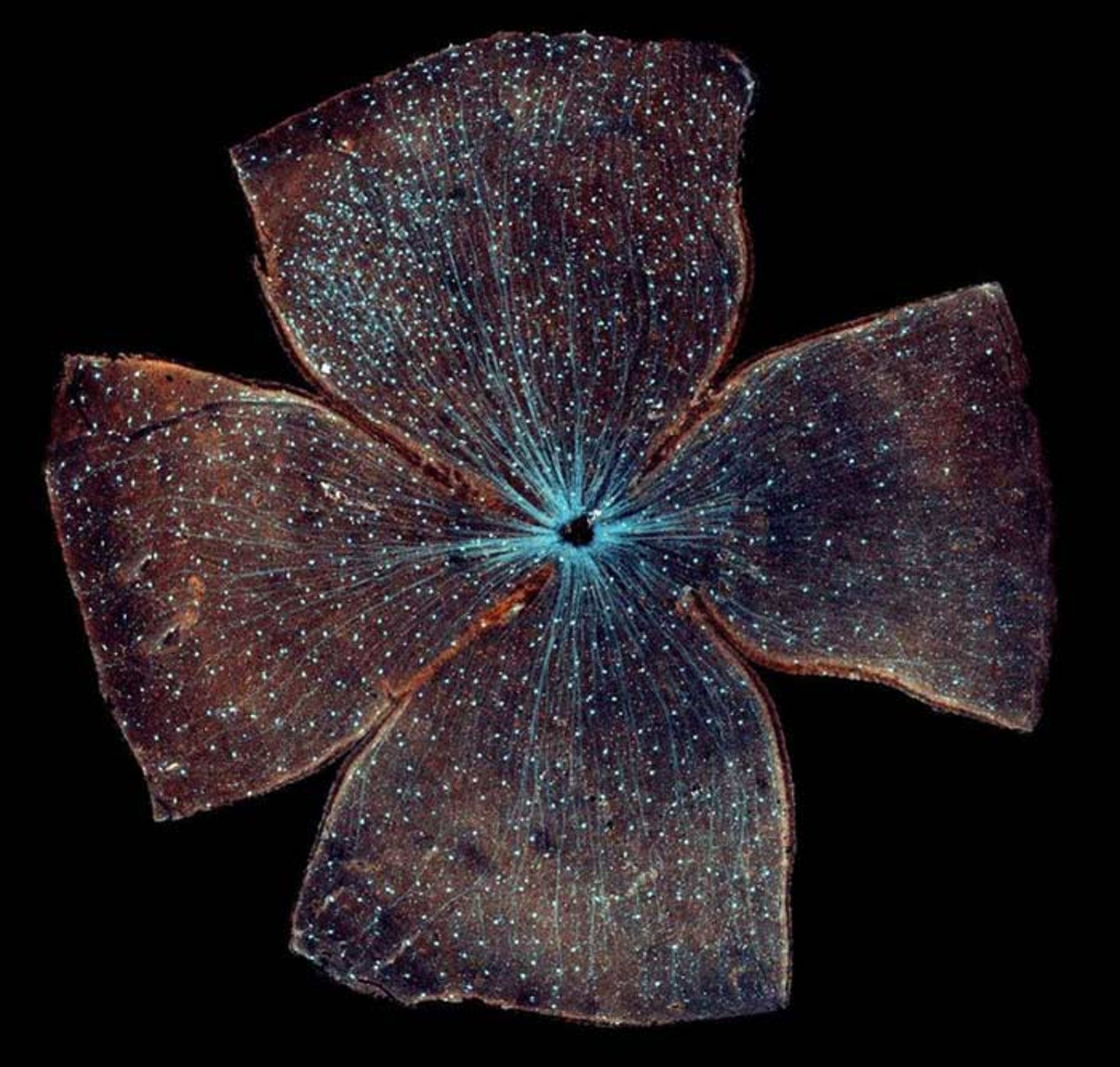 برندگان مسابقه عکاسی نیکون 2016