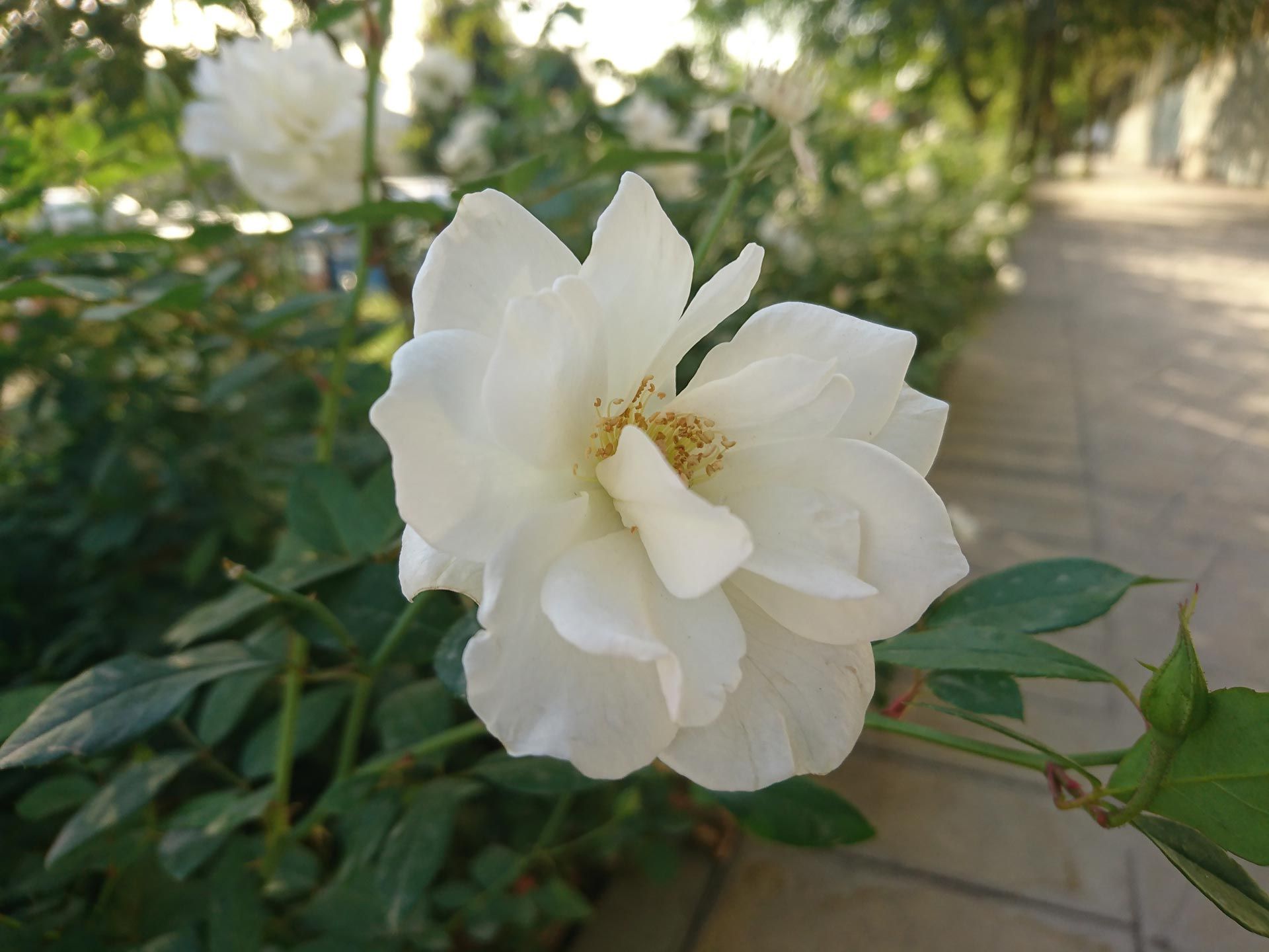 نمونه تصویر اکسپریا ایکس زد