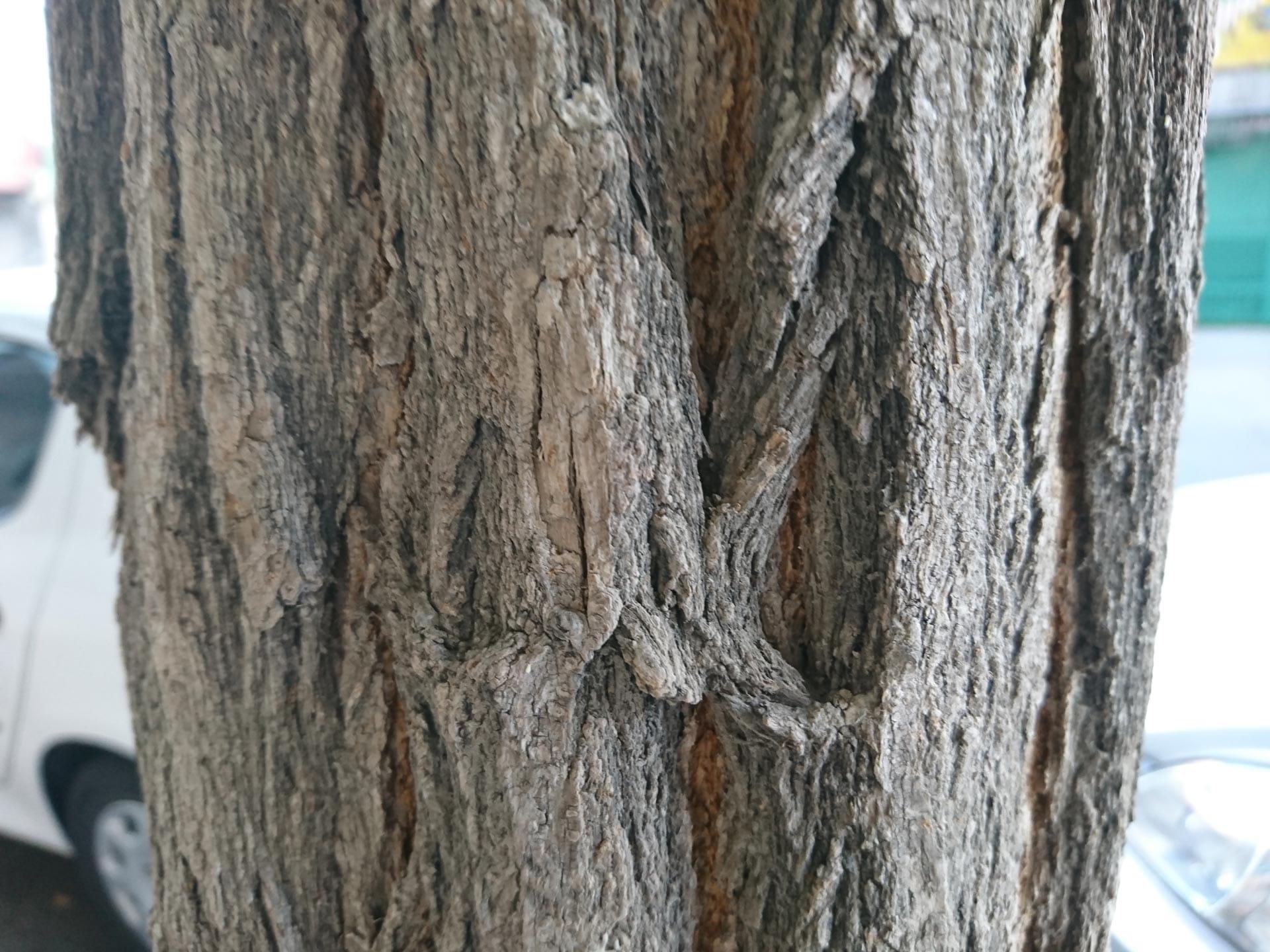 نمونه تصویر اکسپریا ایکس زد
