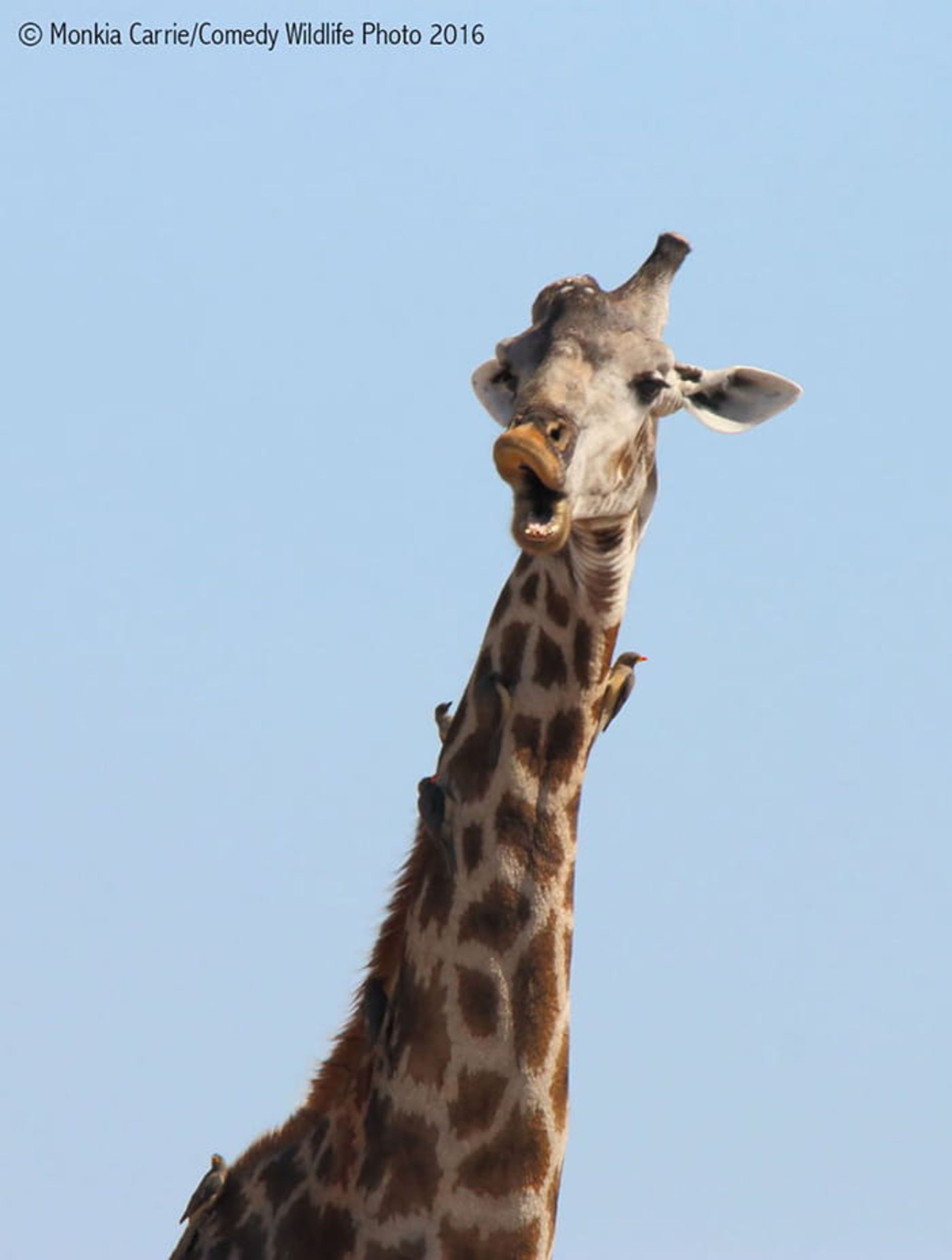 مسابقه عکاسی کمدی حیوانات 2016