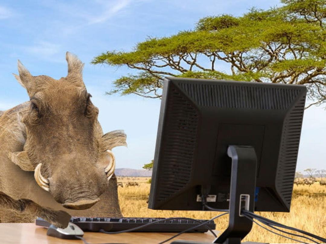 ubuntu
