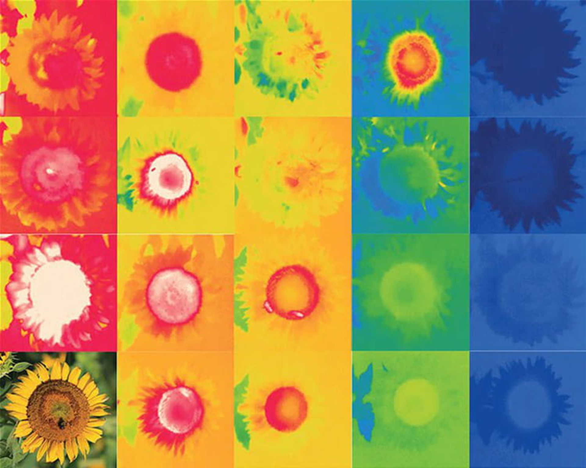 گل آفتاب گردان