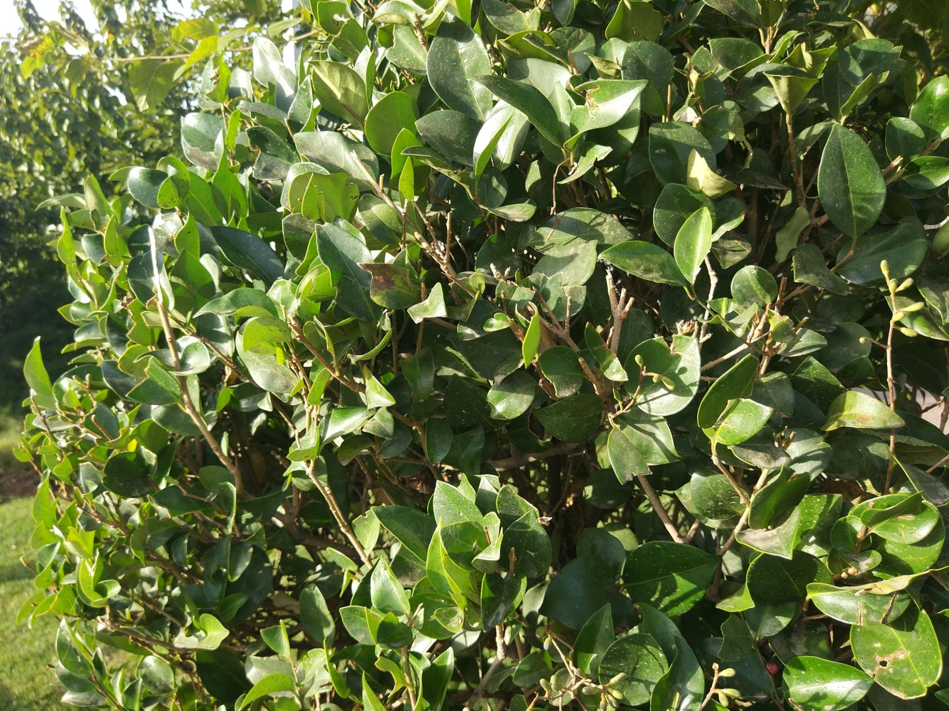 کیفیت دوربین می 5 اس