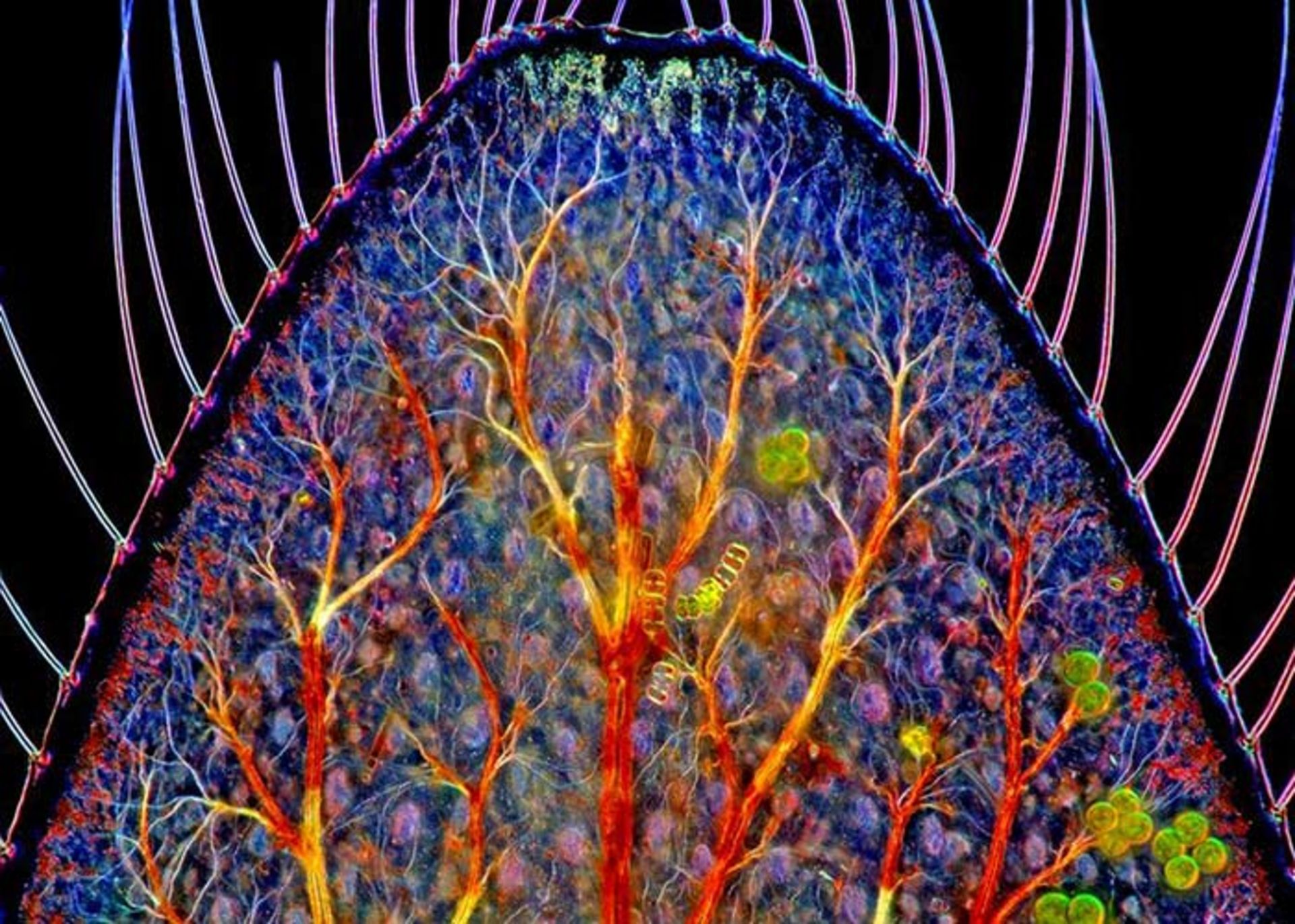 برندگان مسابقه عکاسی نیکون 2016