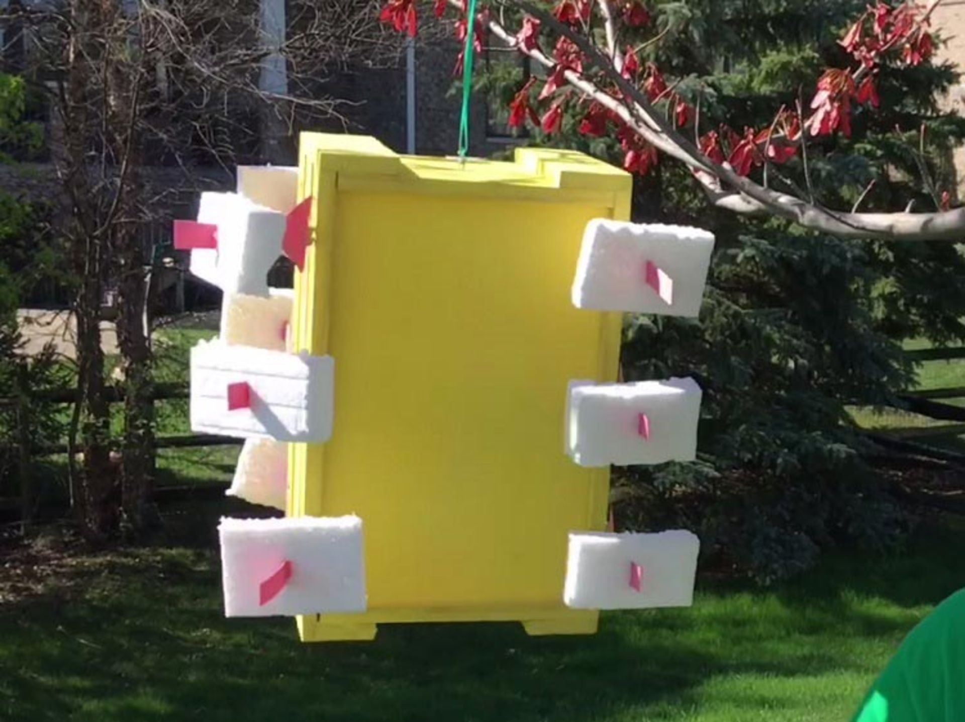 برگ خورشیدی