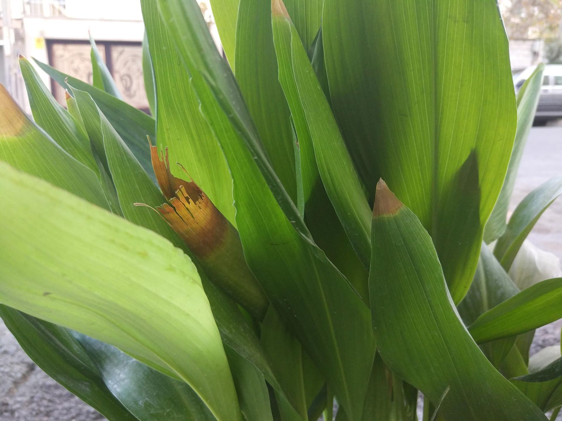 کیفیت دوربین می 5 اس