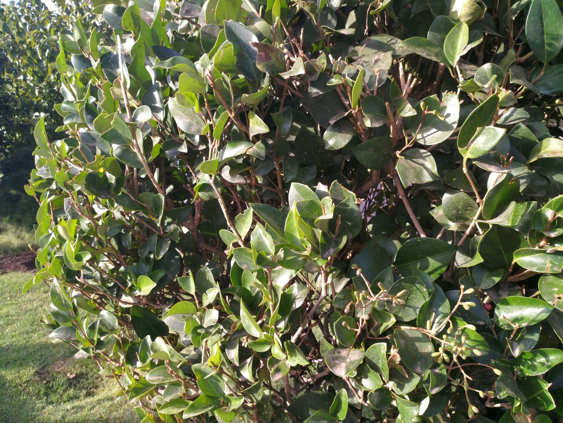 نمونه تصاویر می 5 اس پلاس