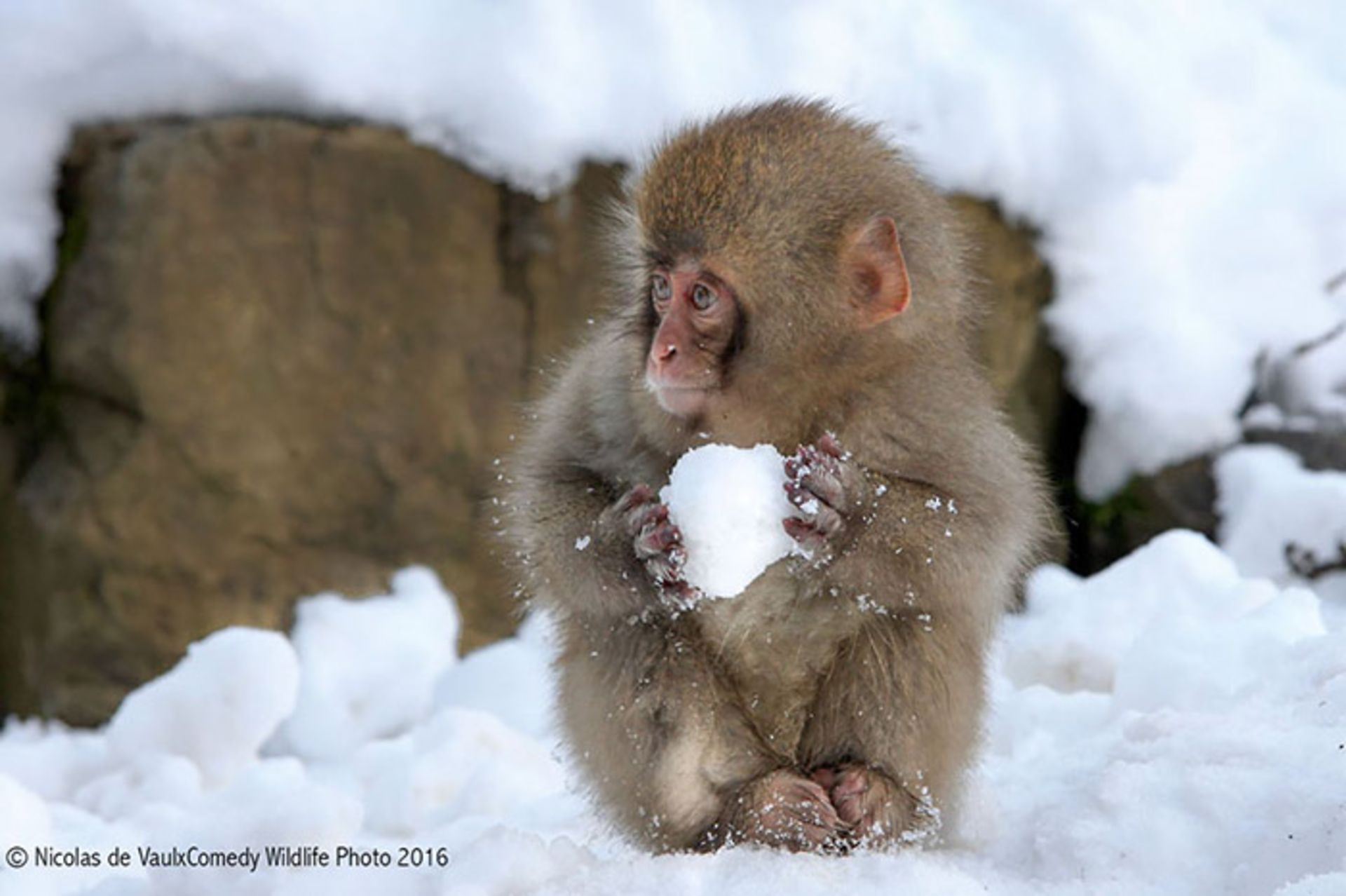 مسابقه عکاسی کمدی حیوانات 2016