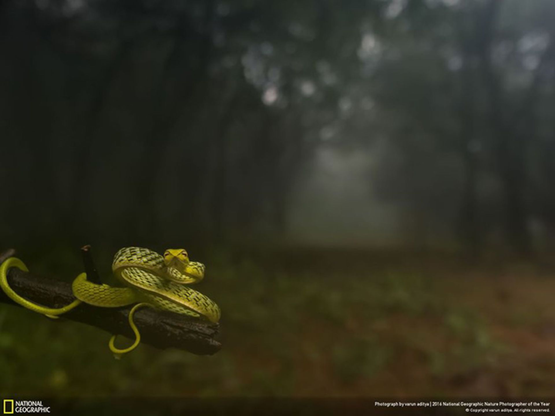 فینالیست‌های مسابقه عکاسی نشنال جئوگرافی 2016