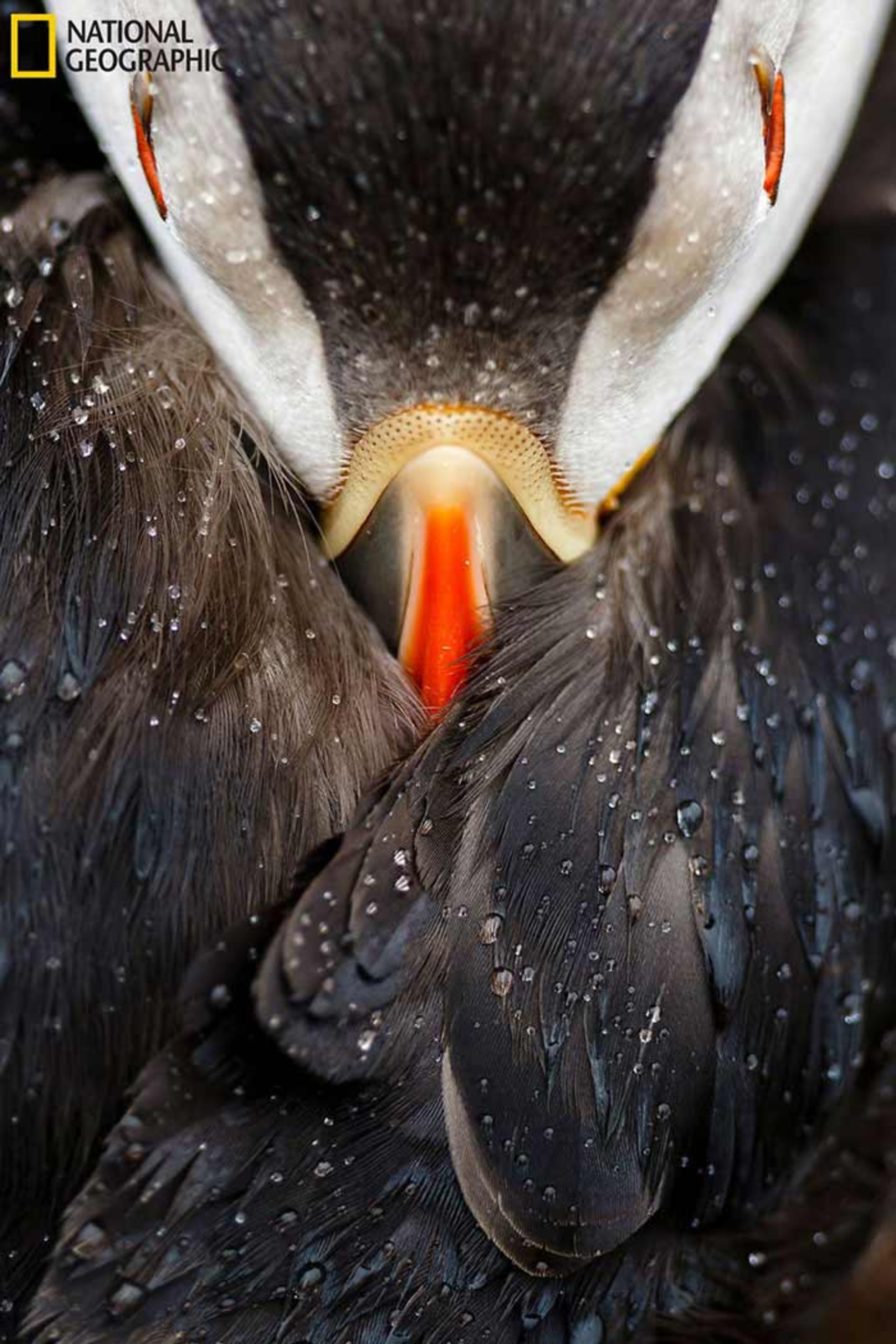 فینالیست‌های مسابقه عکاسی نشنال جئوگرافی 2016