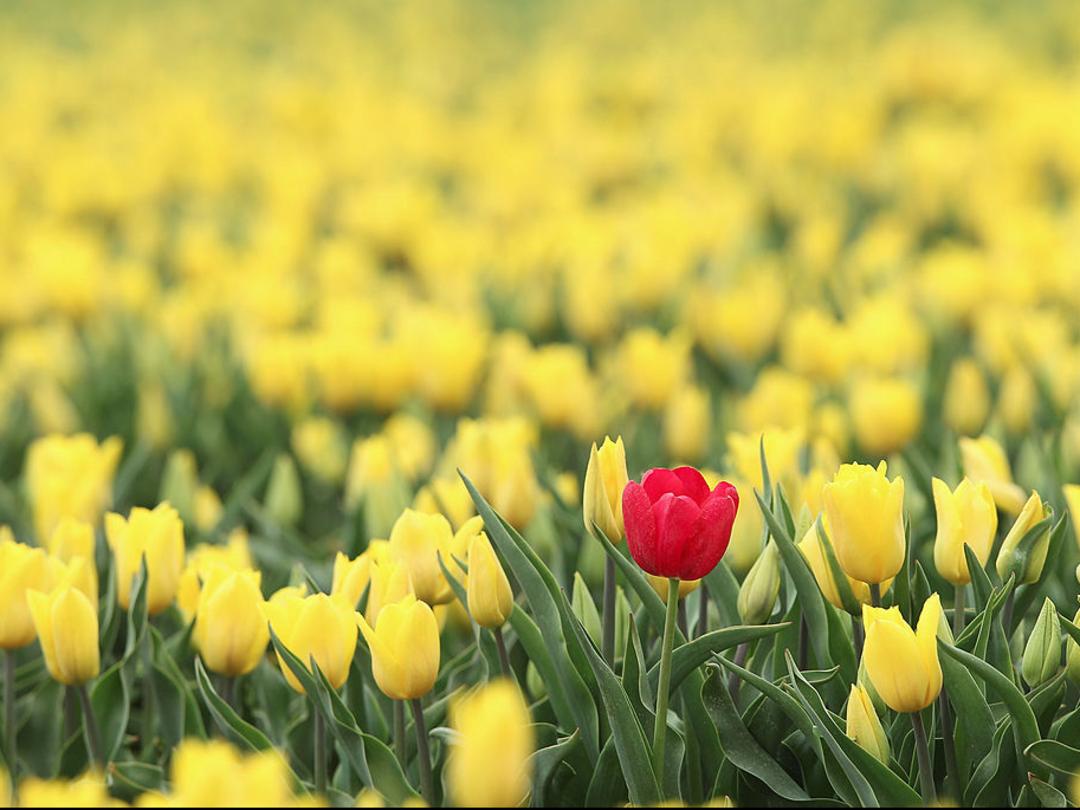 Tulip mania