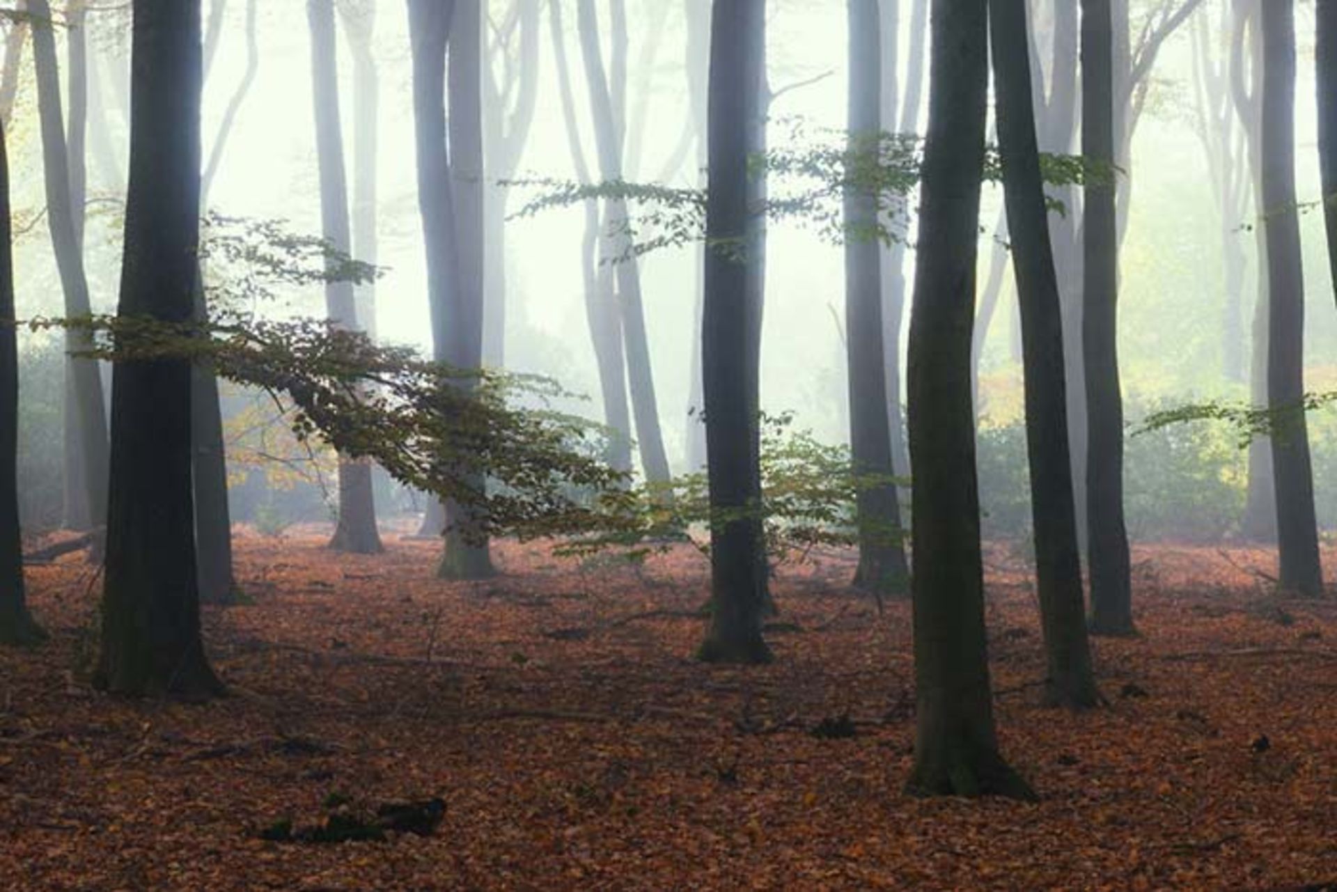 مرجع متخصصين ايران عكاسي از جنگلهاي كشور هلند