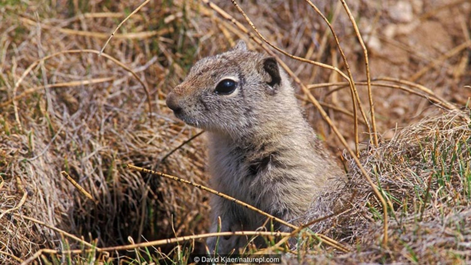 سنجاب زمینی