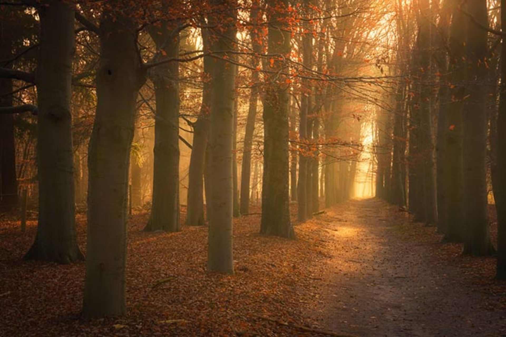 عکاسی از جنگلهای کشور هلند