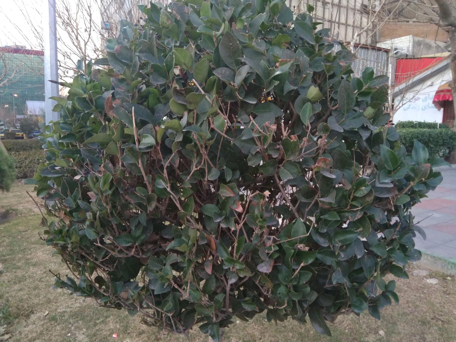 نمونه تصاویر می میکس