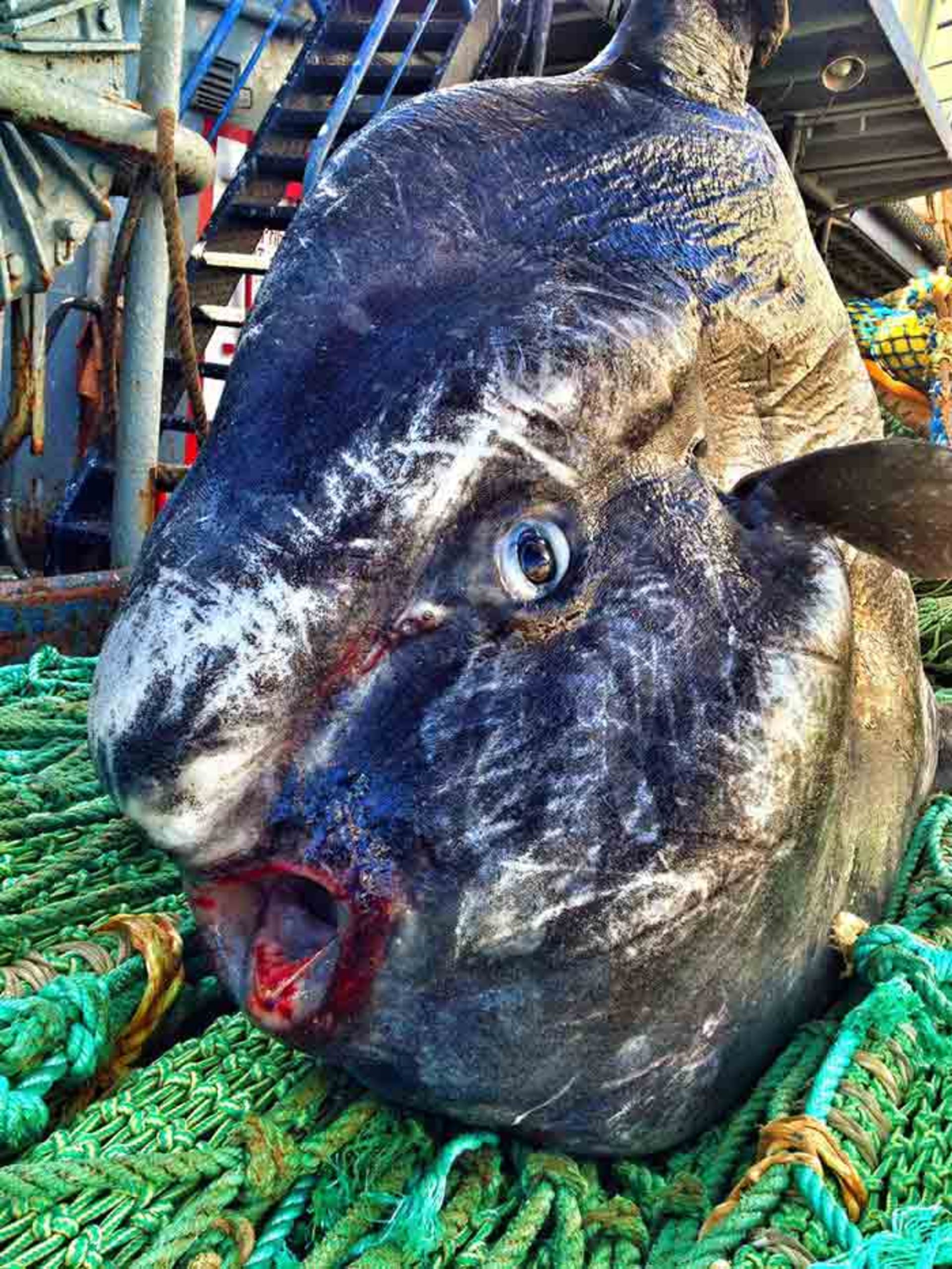 مخلوقات عجیب و ترسناک ساکن اعماق دریا